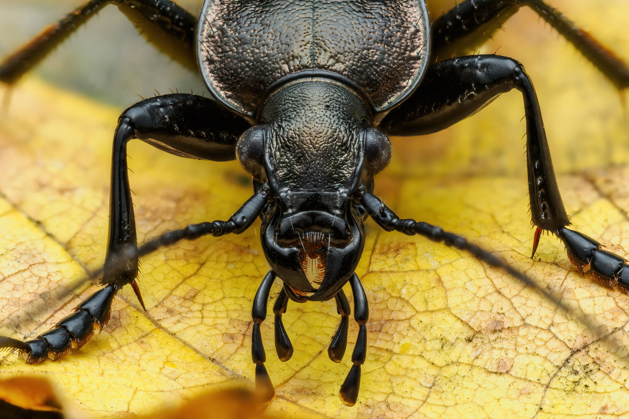 Жужелица зернистая на желтом листе