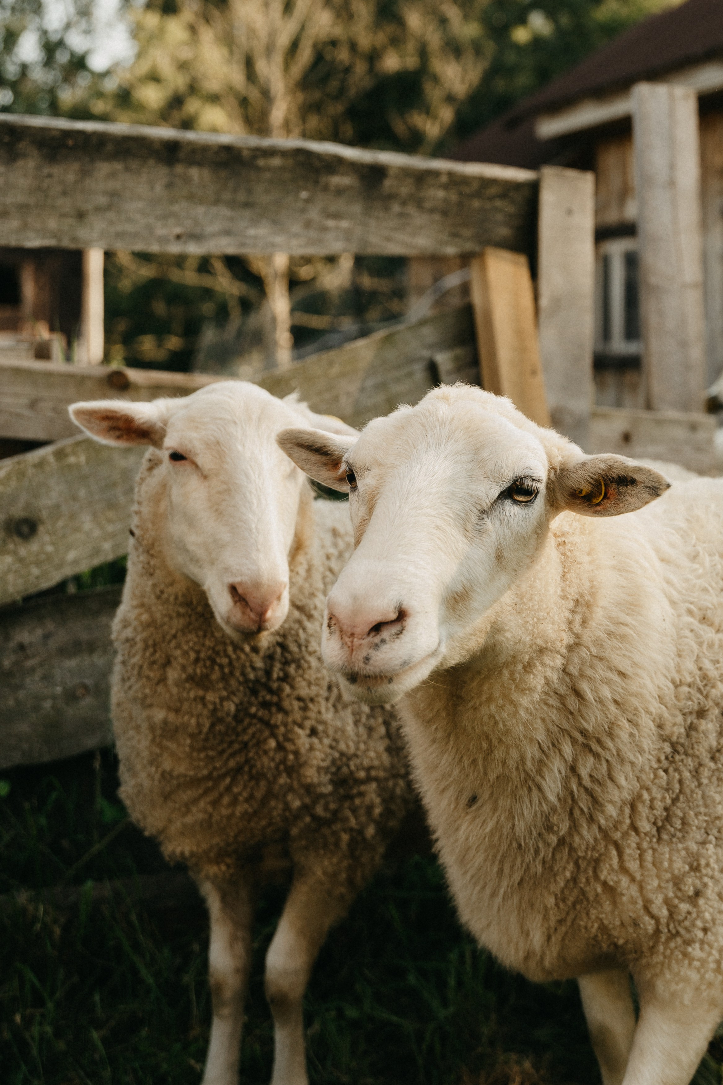 Даша, Дима, По, Варя. Главная