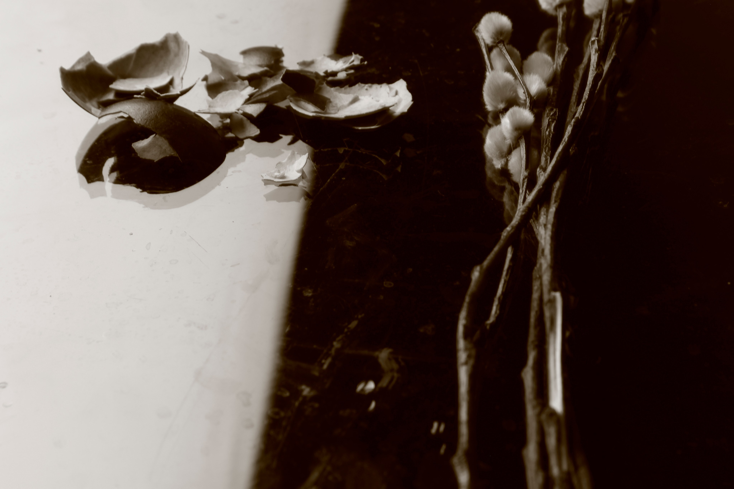 Цветы, колосья и все, что растет. Фотограф Старый Оскол Мавлыга Мария