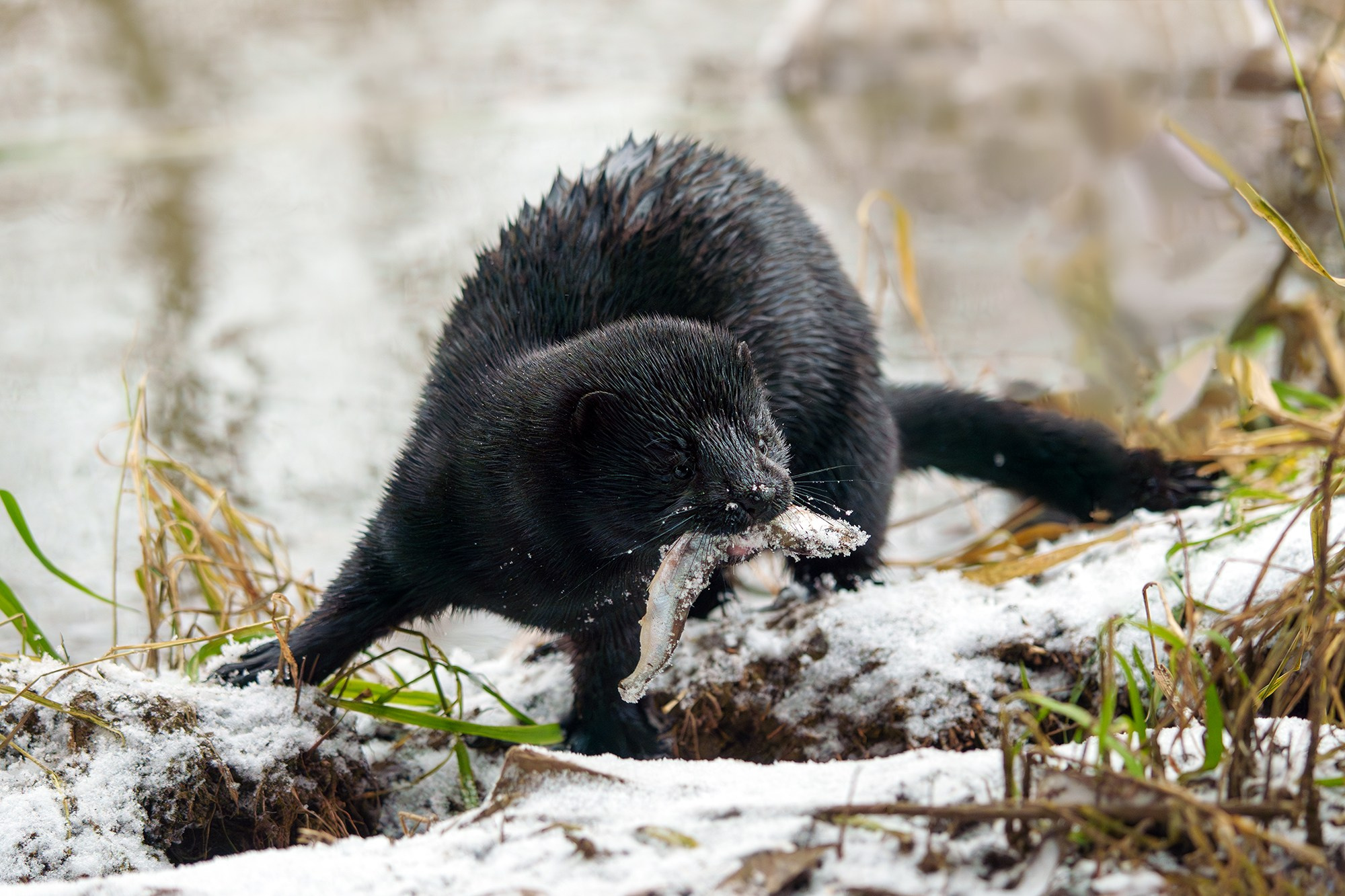 Животные. Ваш личный фотограф Марина Волкова