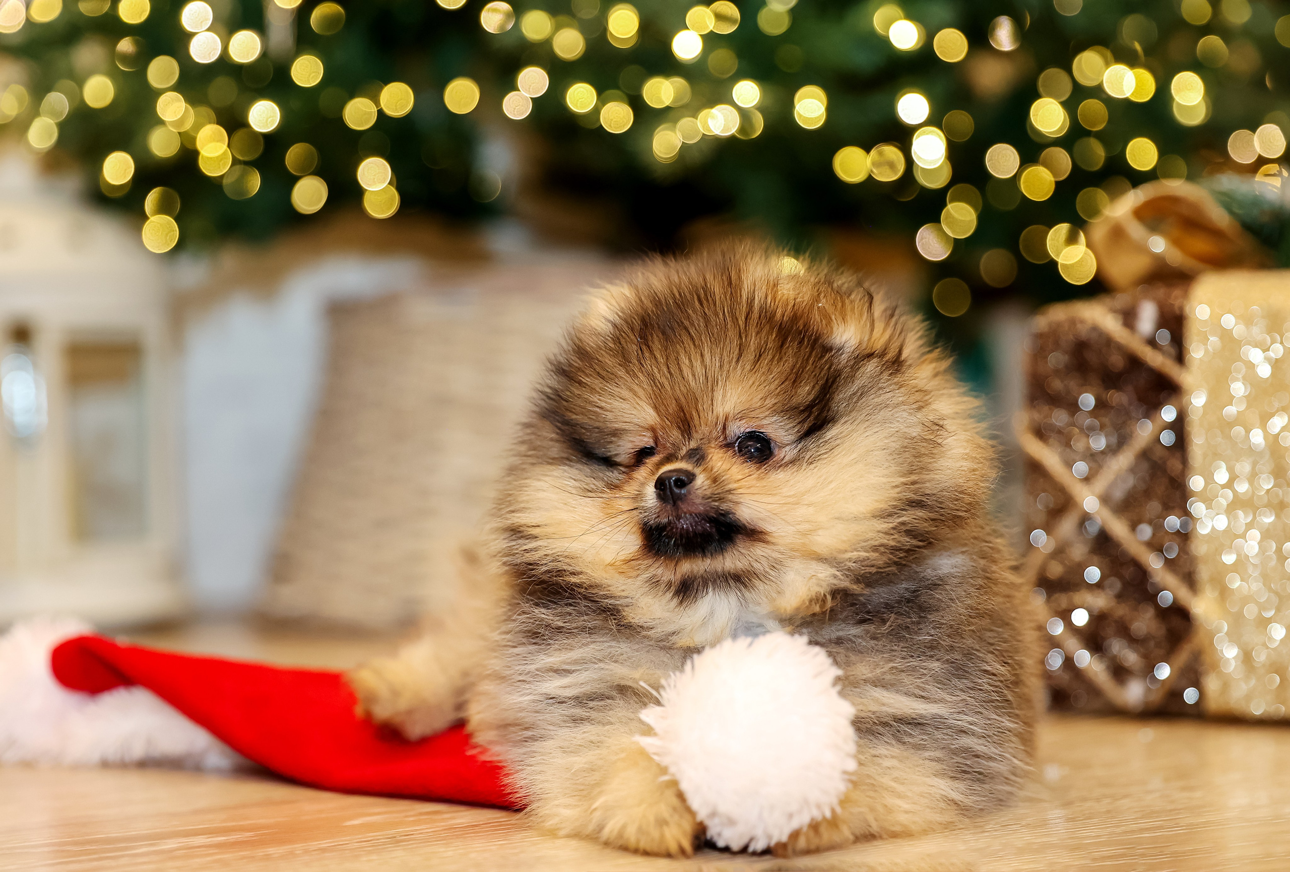 Съемка щенков шпица. Фотограф — Татьяна Кириллова, г. Санкт-Петербург