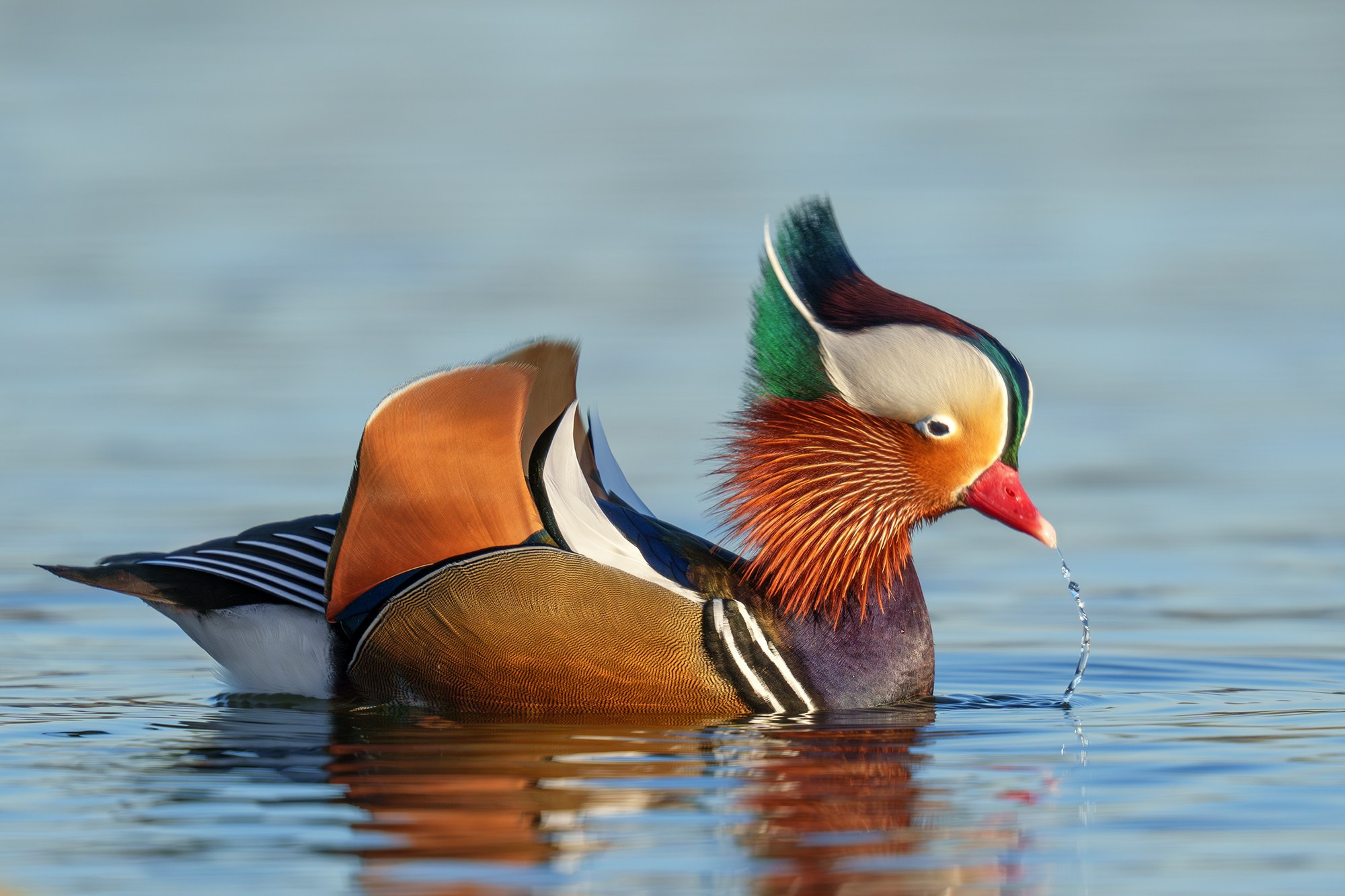 Удивительные мир птиц. Вокруг нас столько прекрасного — присмотритесь!. Ваш личный фотограф Марина Волкова