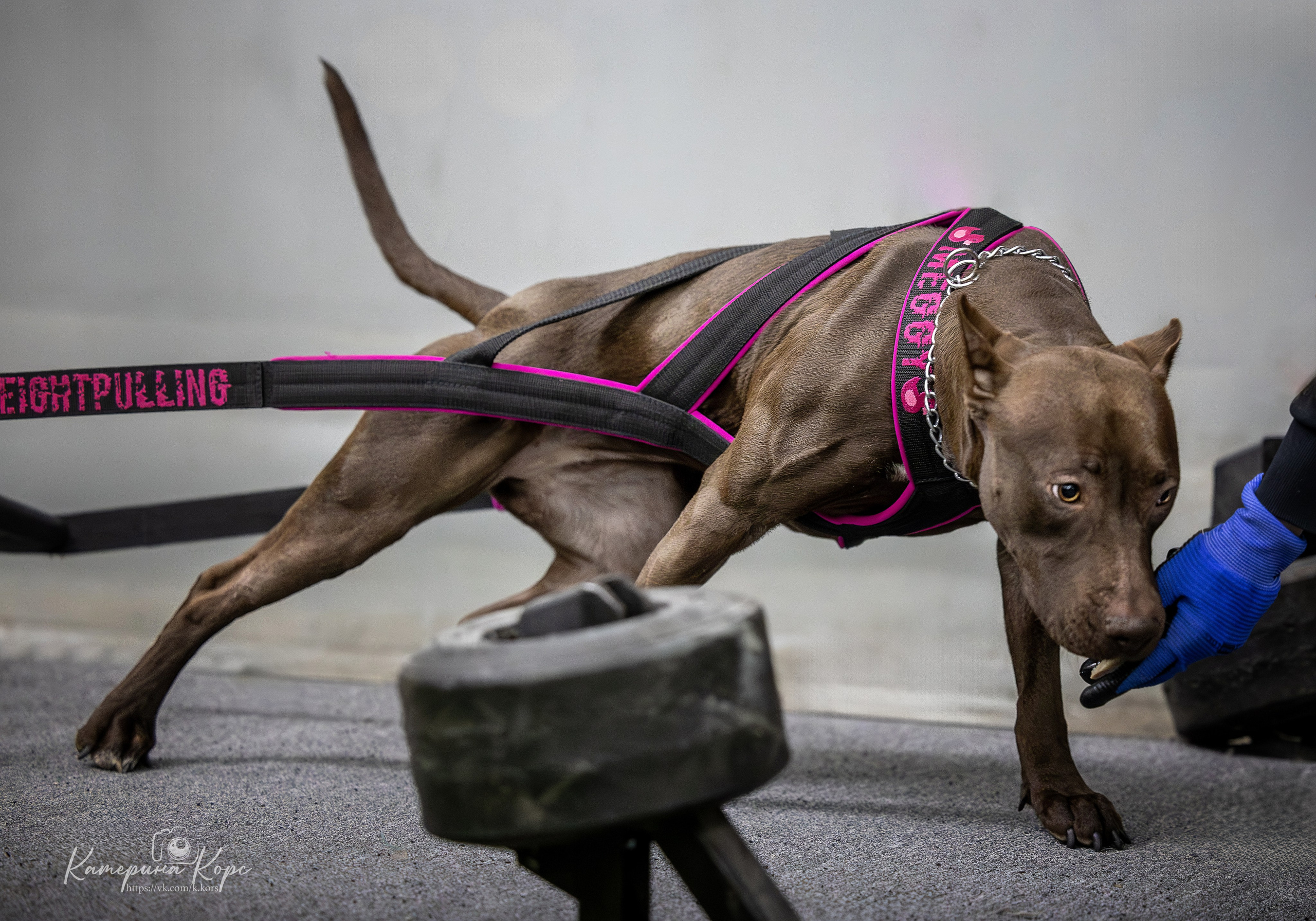 Спорт. Главная