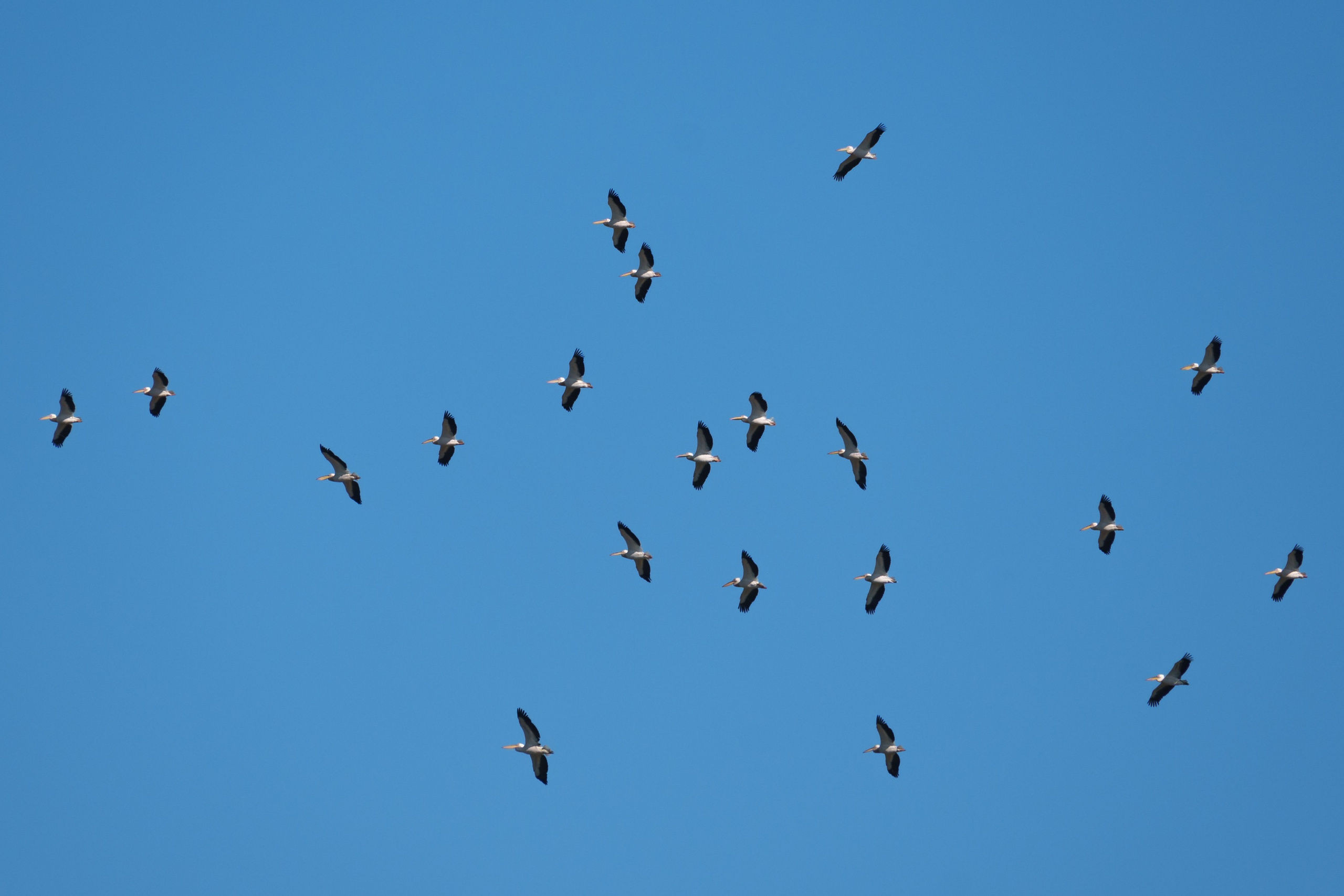 Фотосъемка животных и птиц. Интерьерный и архитектурный фотограф в Москве Панова Ольга