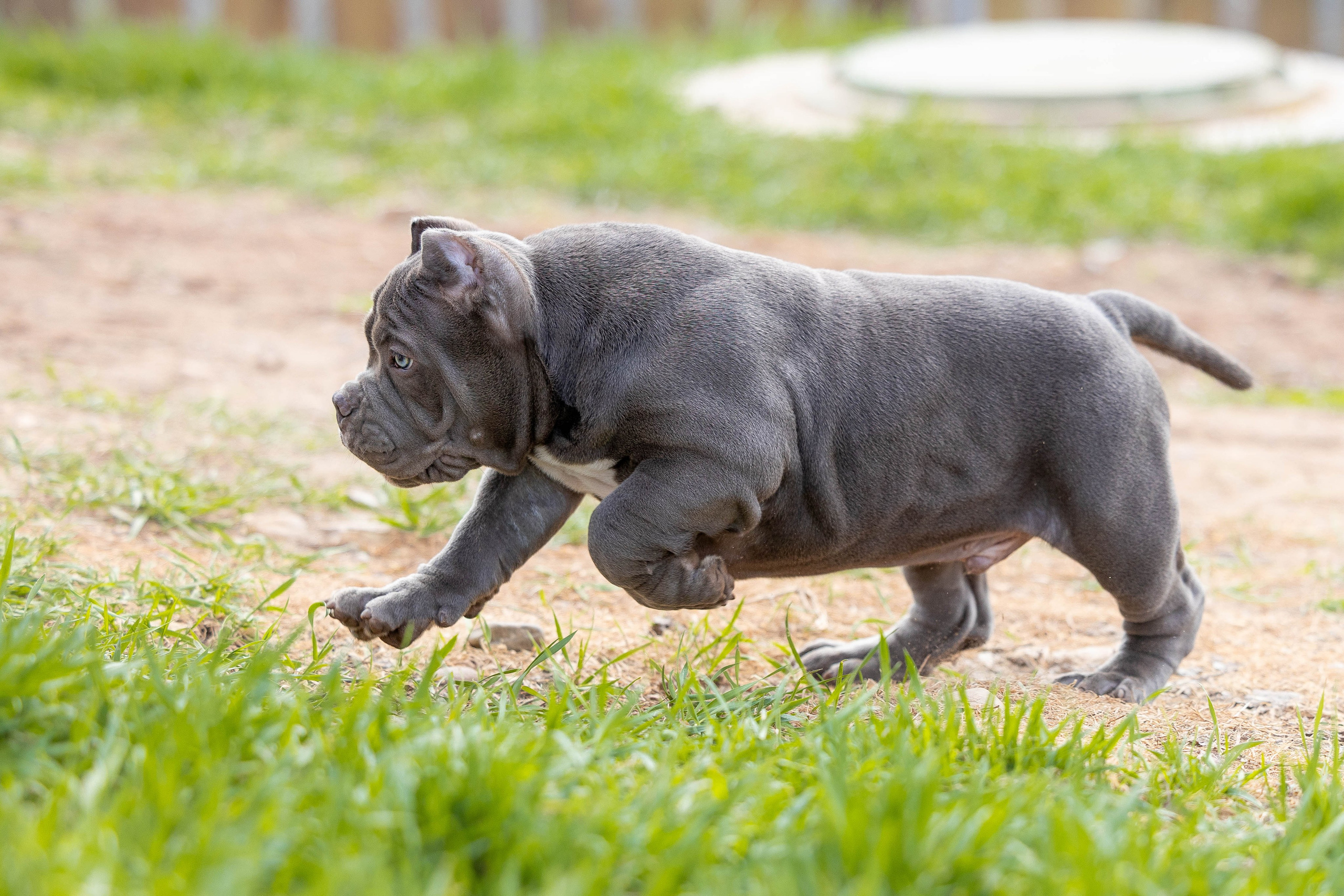 Щенки булли. Фотограф Анималист в Перми Анастасия Остерман