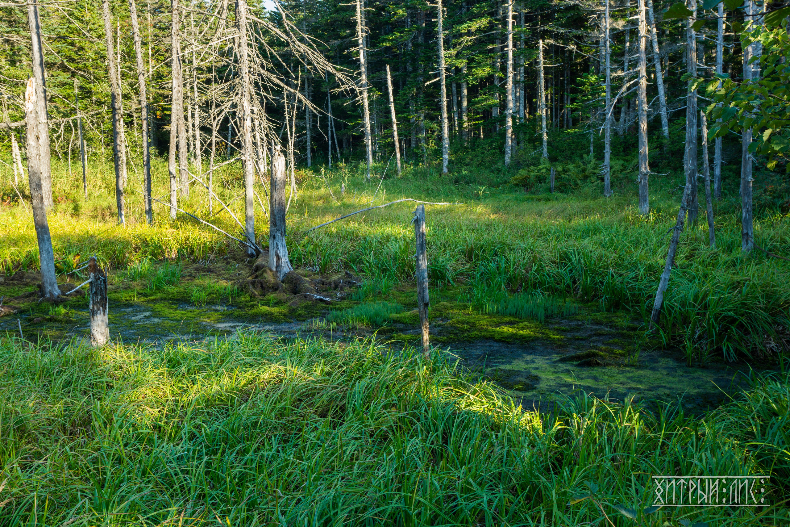 Сахалин. Фотограф-путешественник Самойлов Максим «Sly Fox»