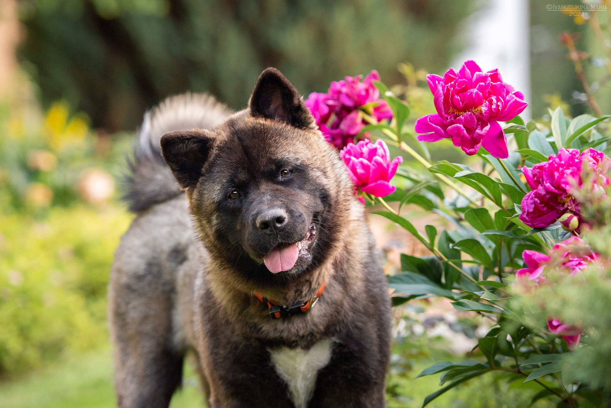 американская акита