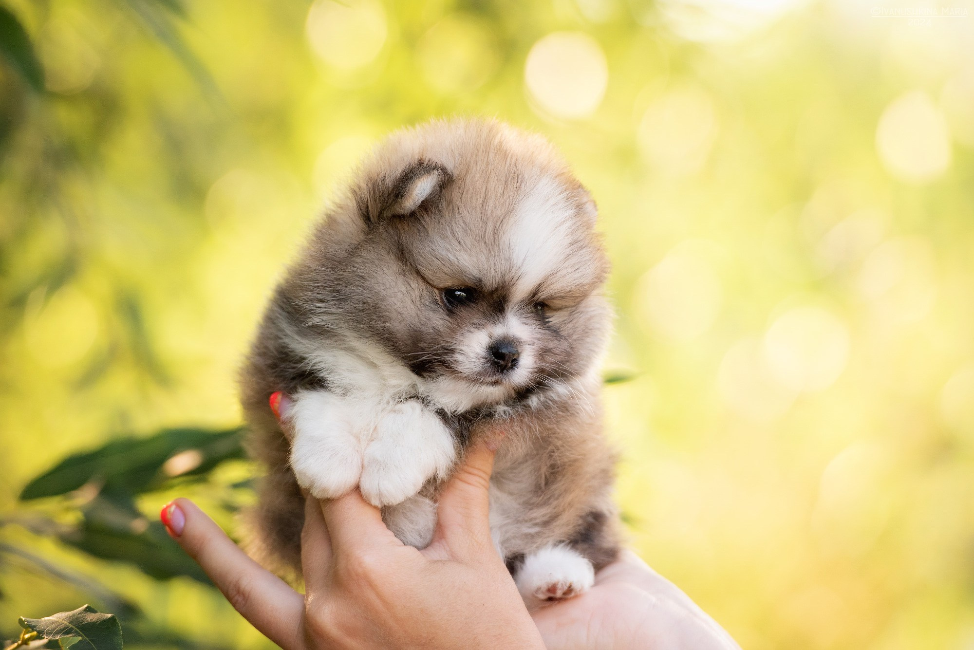 Фотосессия щенков на продажу. Фотограф собак в Москве и Московской области Иванушкина Мария