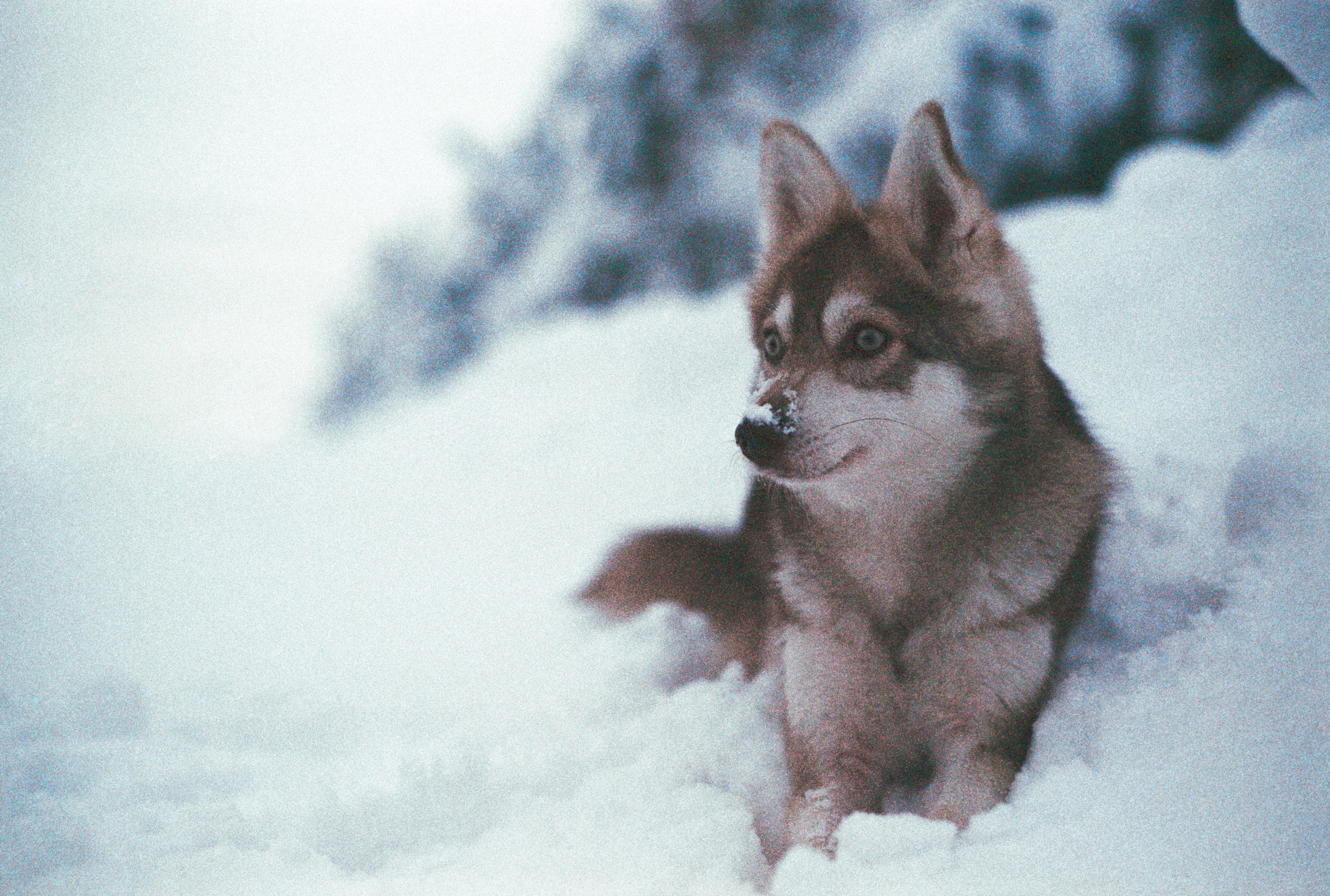 V2. Stylist and film photographer Anastasia Shlokova