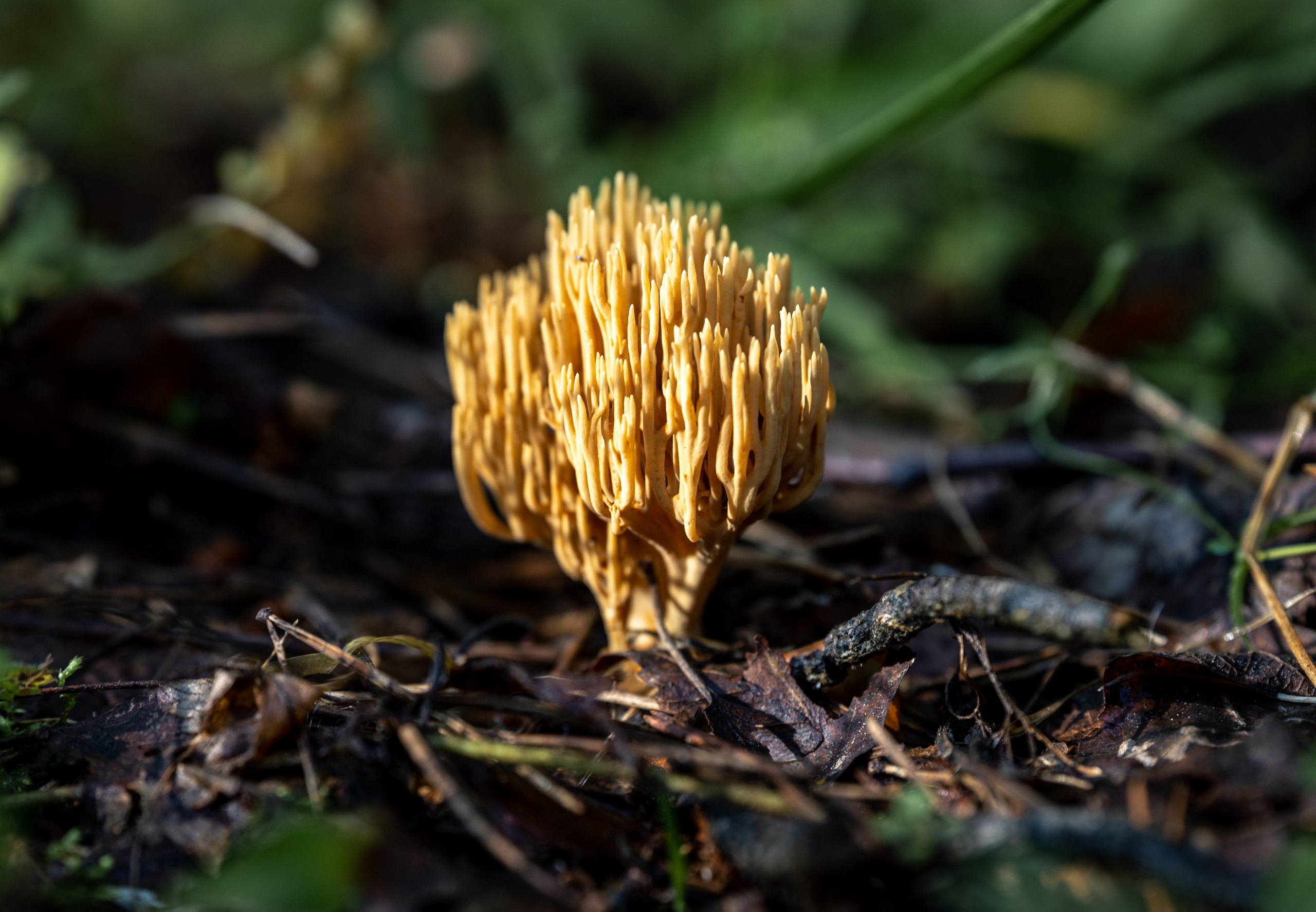 Природные пейзажи. Наталия Клевинскас портретный фотограф в Костроме