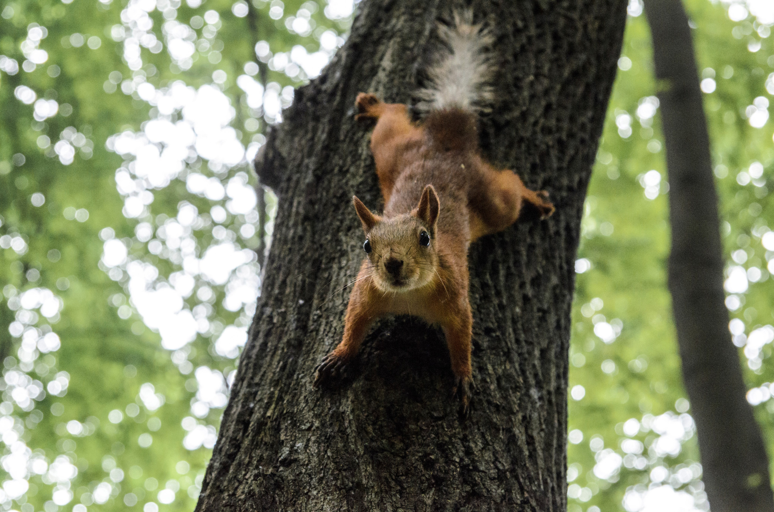 Животные. Фото, видео, монтаж