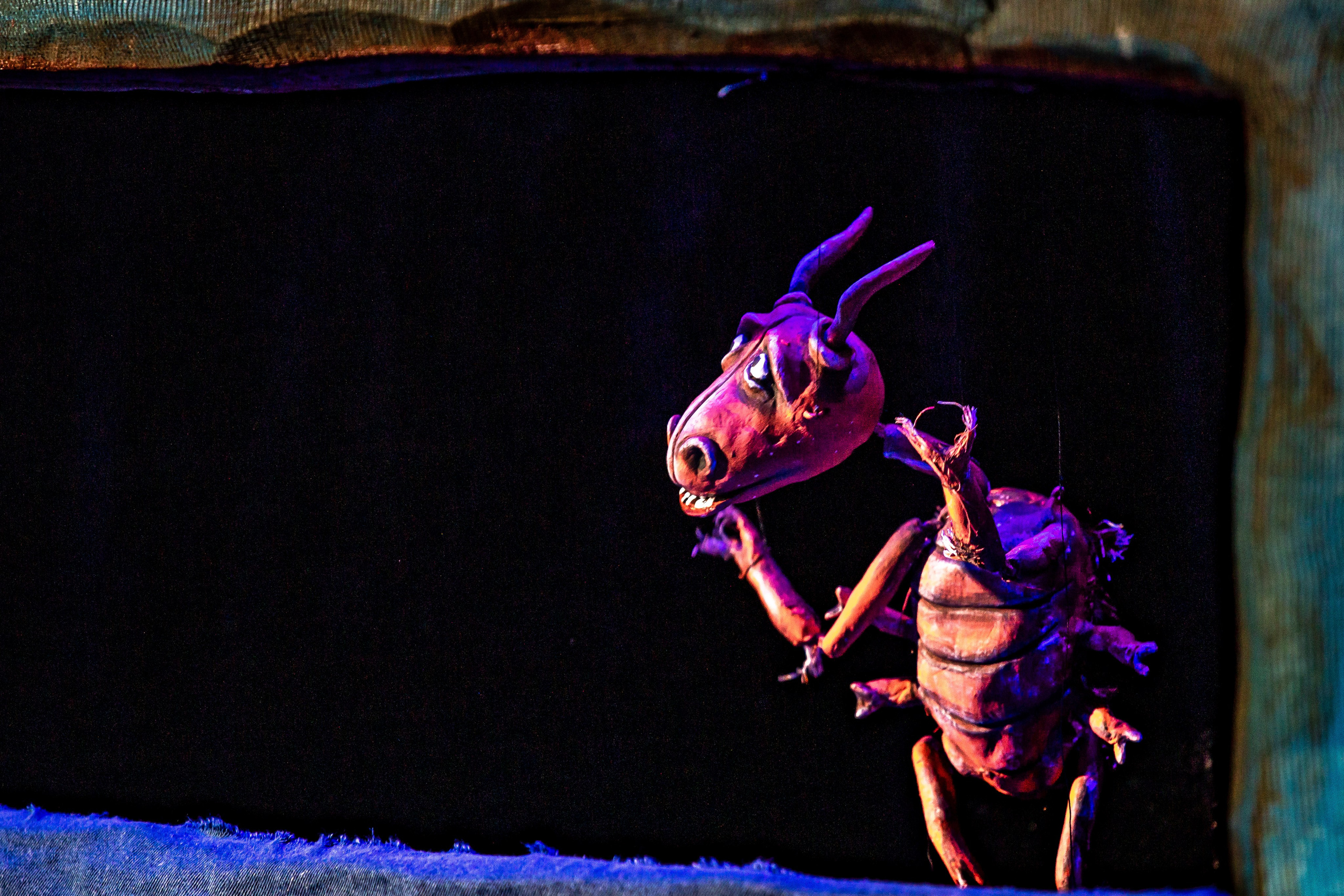 Тараканище спектакль кукольного театра Саквояж — премьера. Фотограф в Сочи Юрий Шептаев