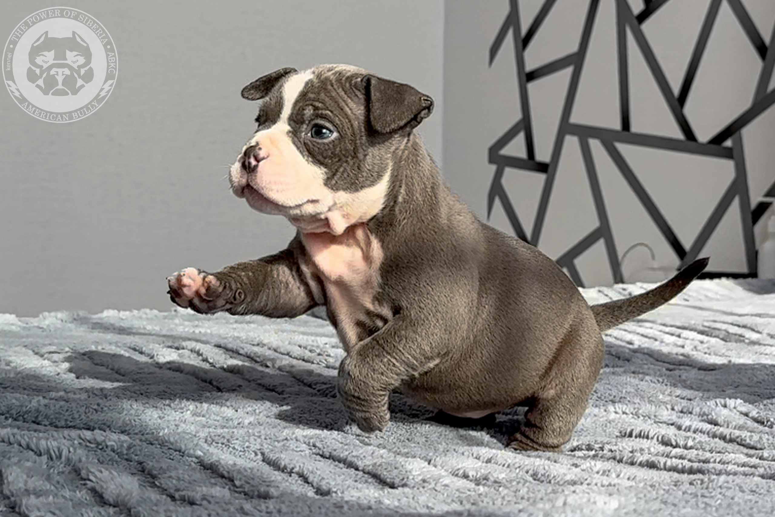 Свободные щенки Американский Булли стандарт и Свободные щенки Американский Булли классик. Американский Булли в г. Ростов-на-Дону. Питомник THE POWER OF SIBERIA