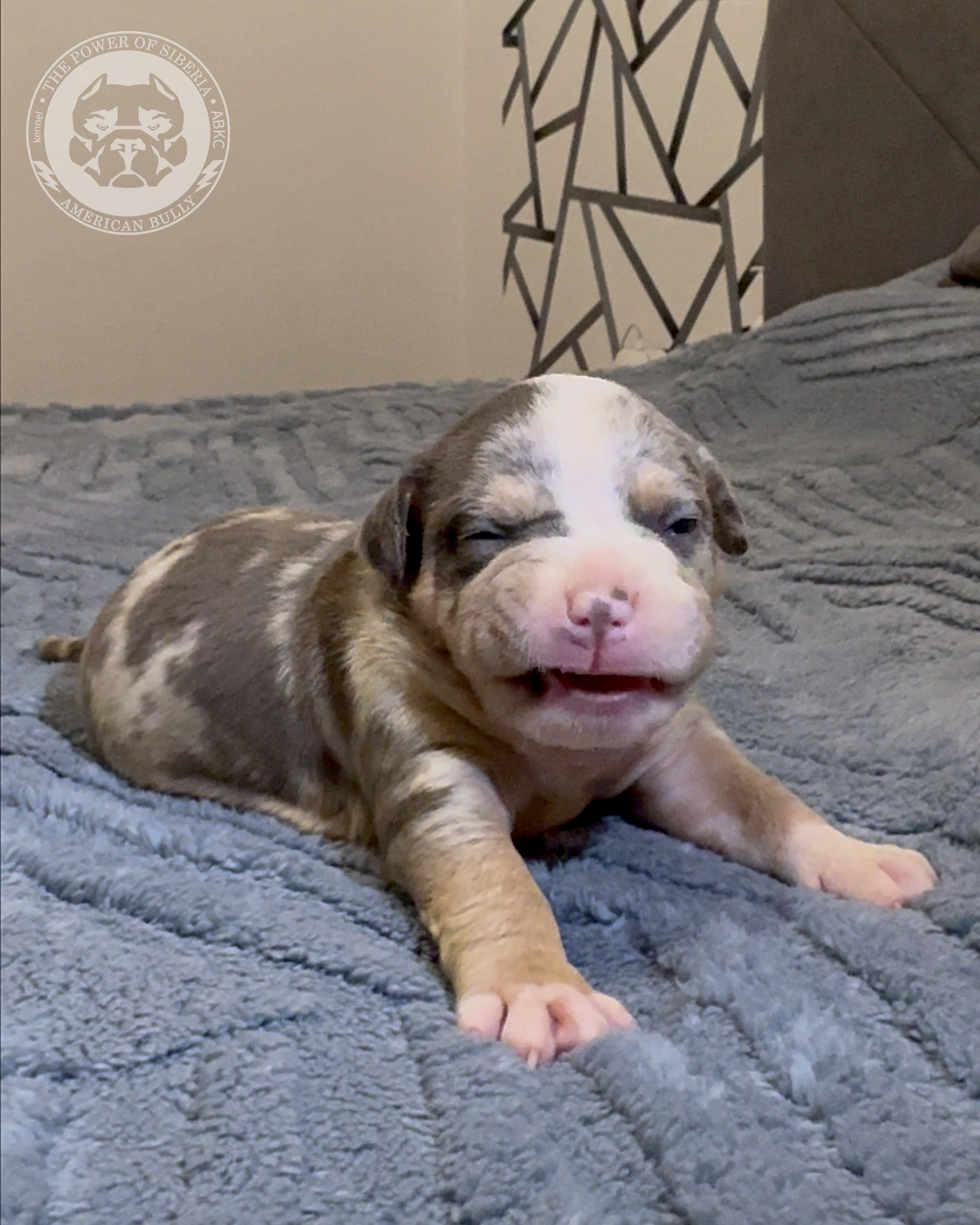 Свободные щенки Американский Булли, в типах покет, классик, стандарт. Американский Булли в г. Ростов-на-Дону. Питомник THE POWER OF SIBERIA