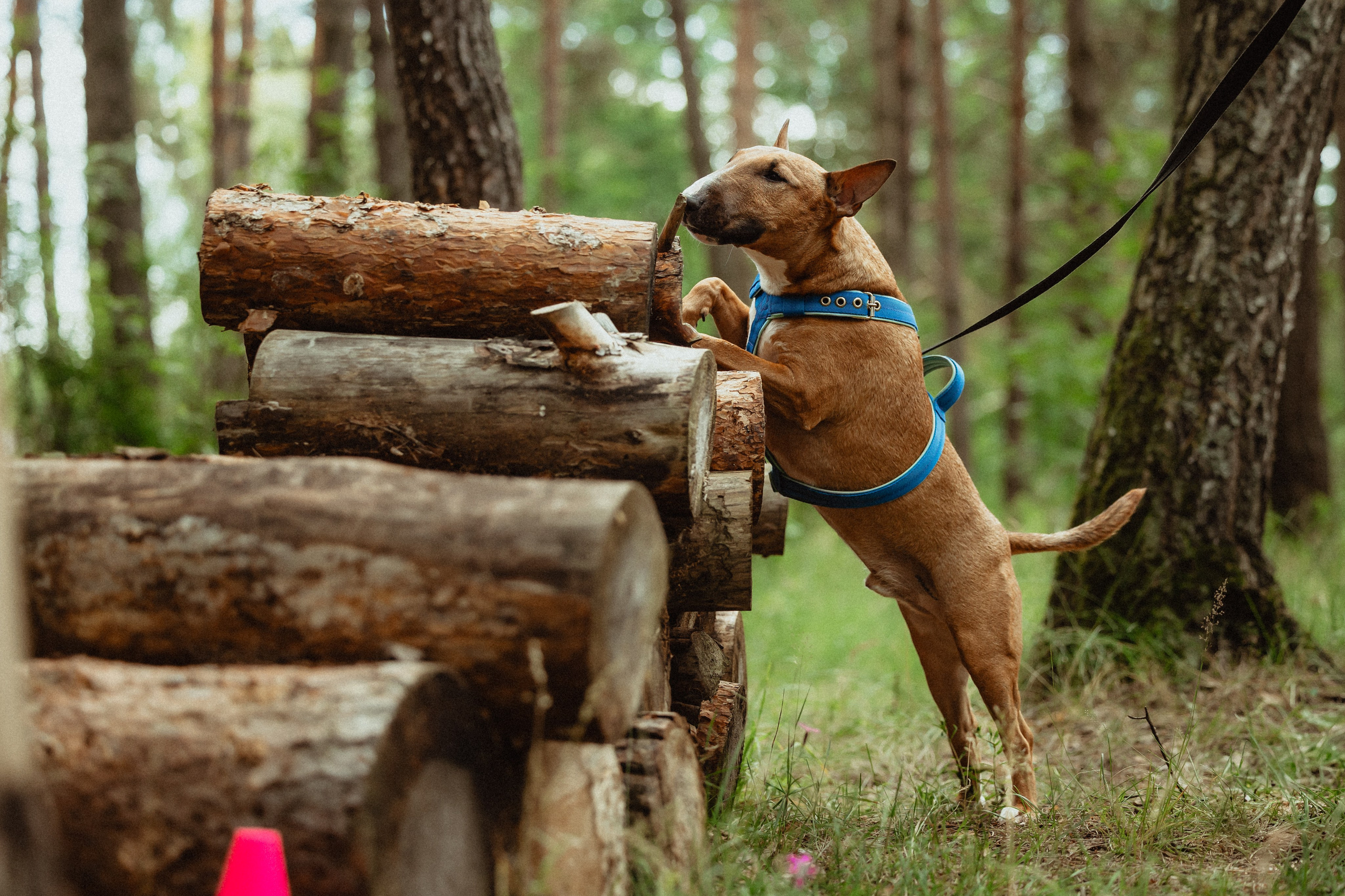 Выездной дог-тренинг от школы «Шерсть имею»