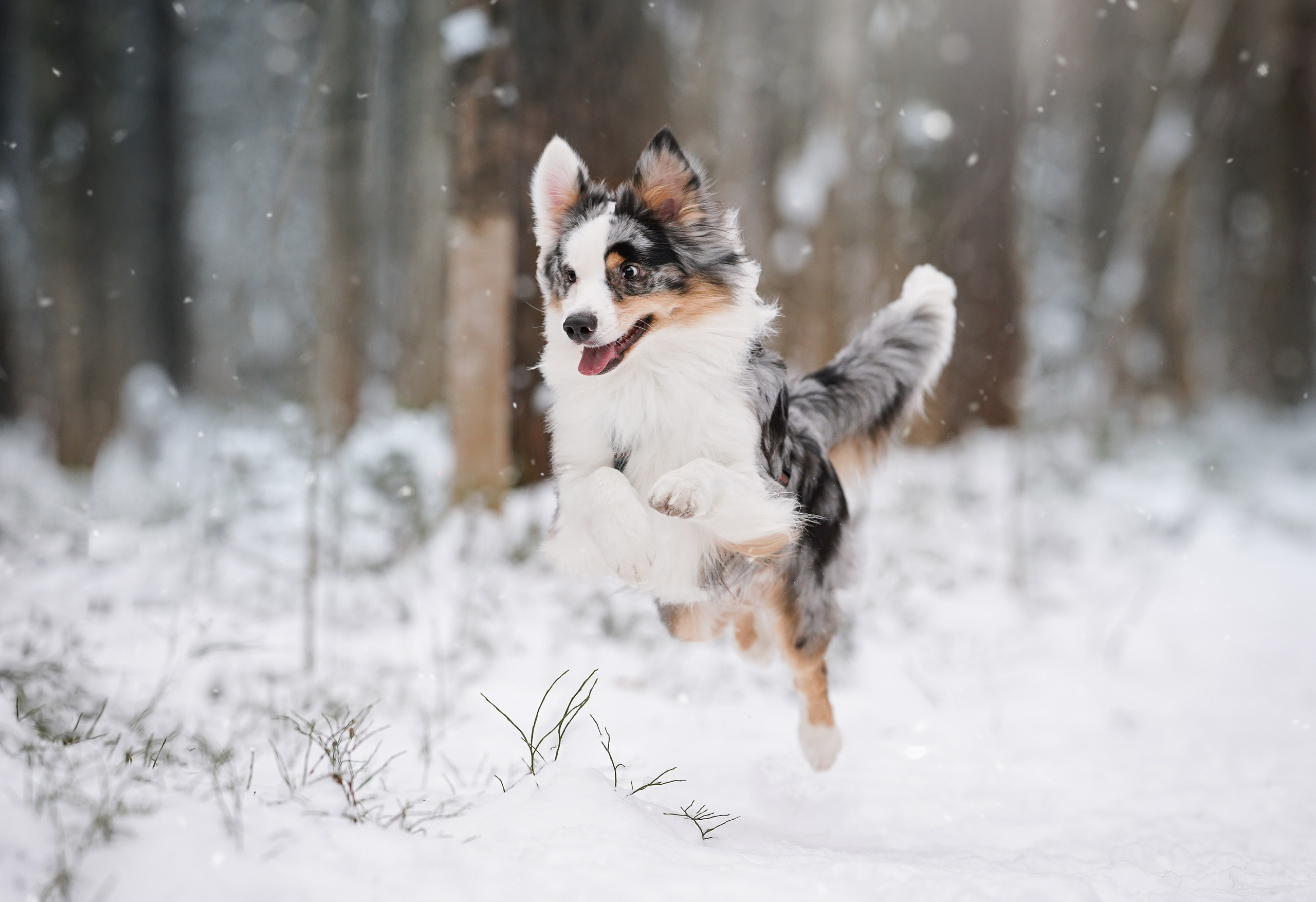 Антон Аиша и Римус. Фотограф-анималист в Санкт-Петербурге Яна Мартынова