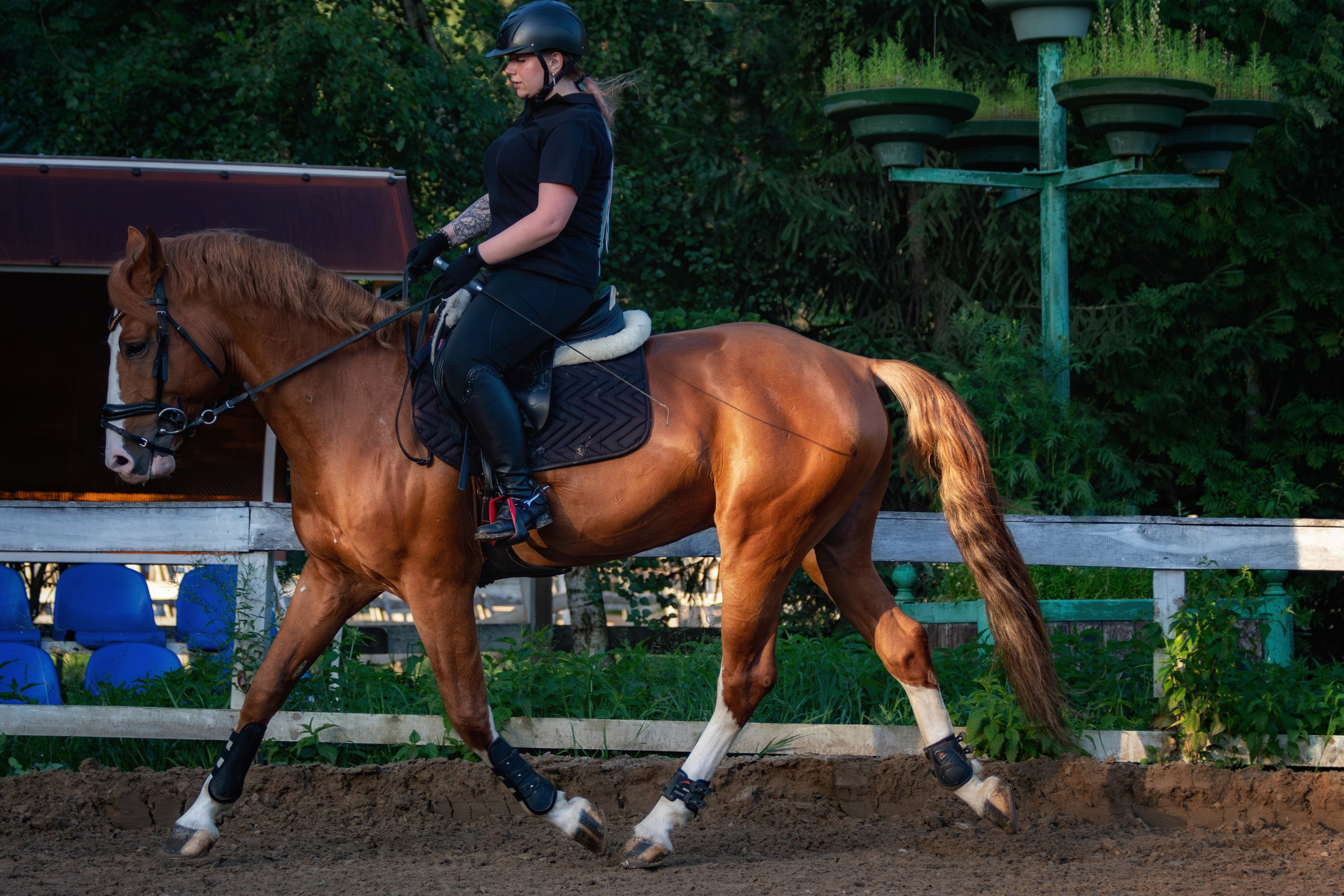 Таисия и Камелот. Фотограф анималист — Тула, Москва
