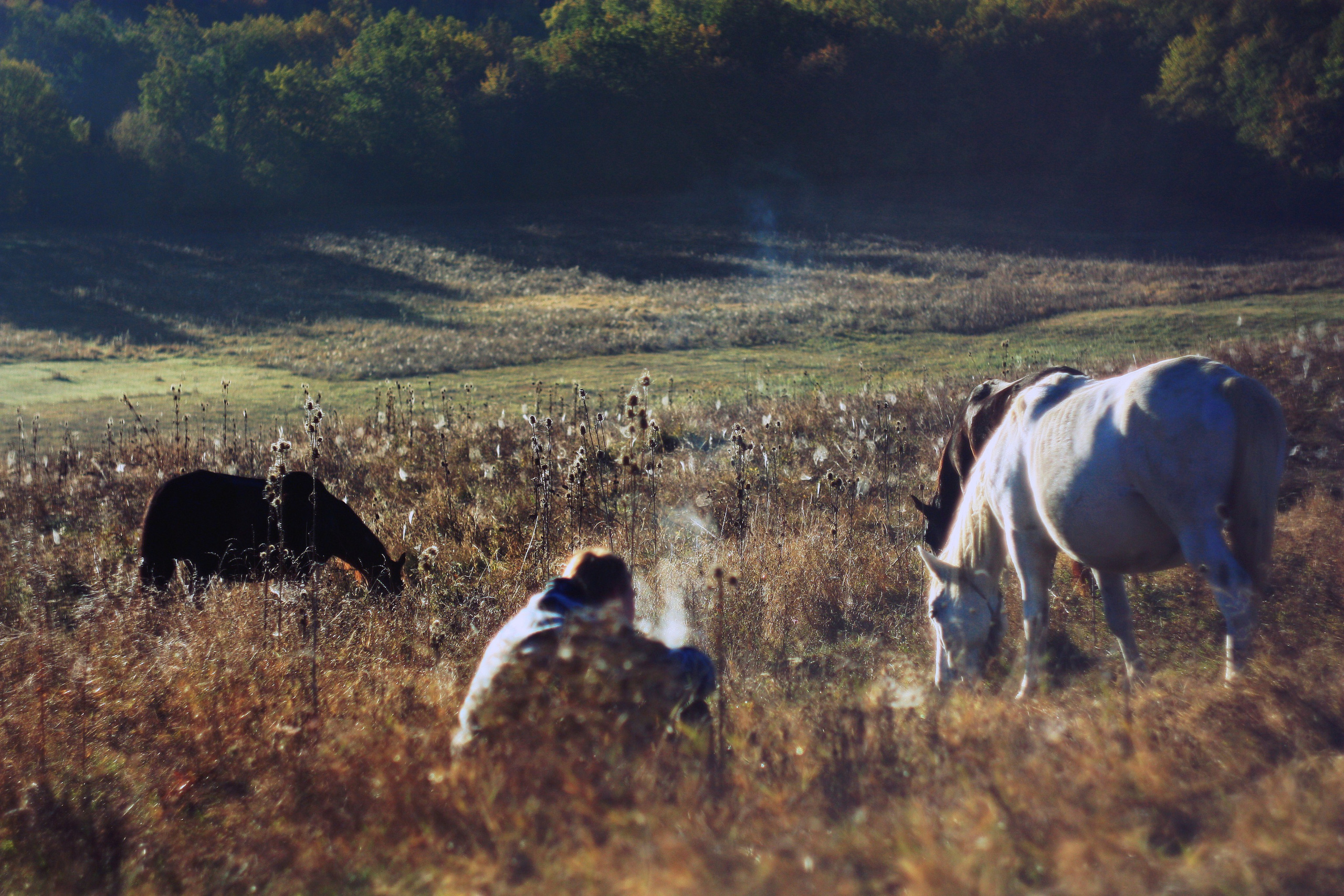 утро в крымских горах фото с лошадьми