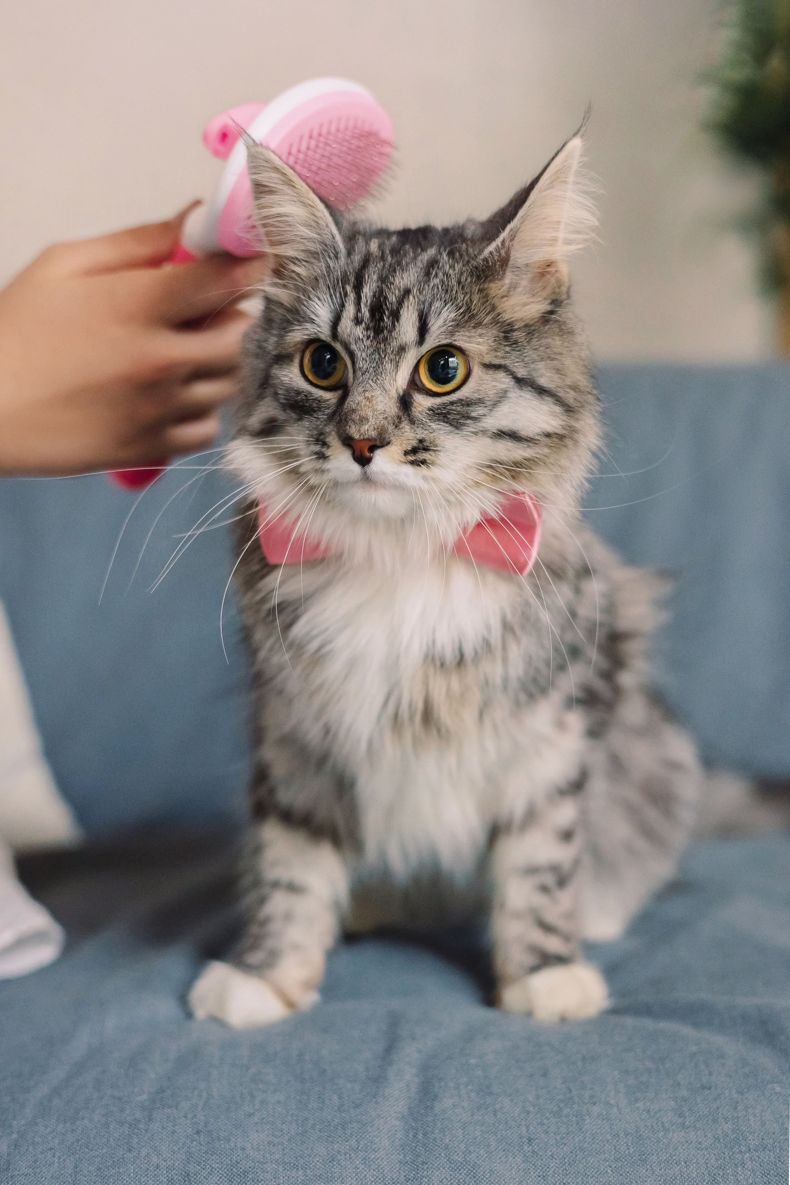 Магазин Friend of mine. Фотограф-анималист Елена Радченко, Москва