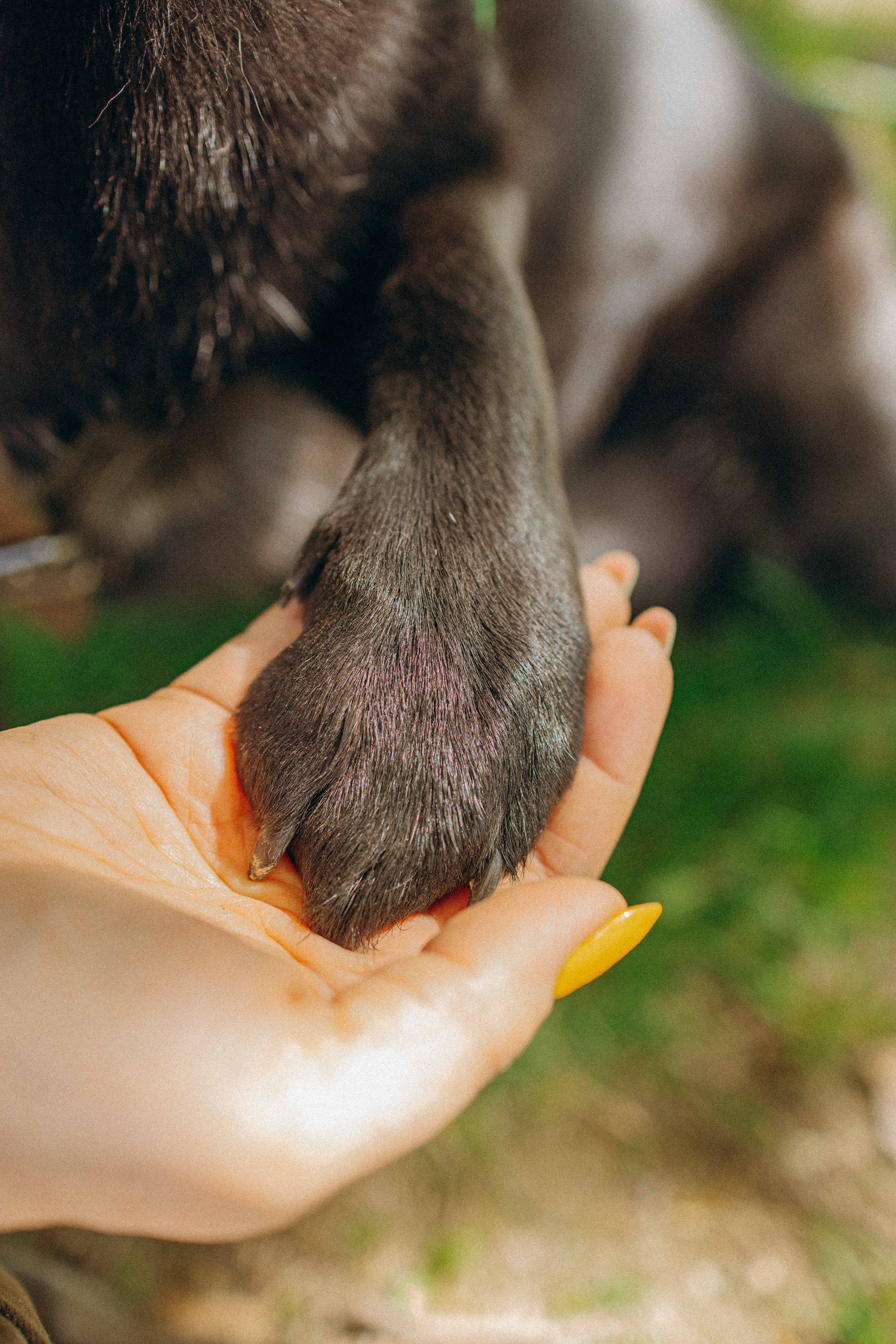Наталья, Марфа и Норд. Фотограф-анималист в Москве Лера Черноног