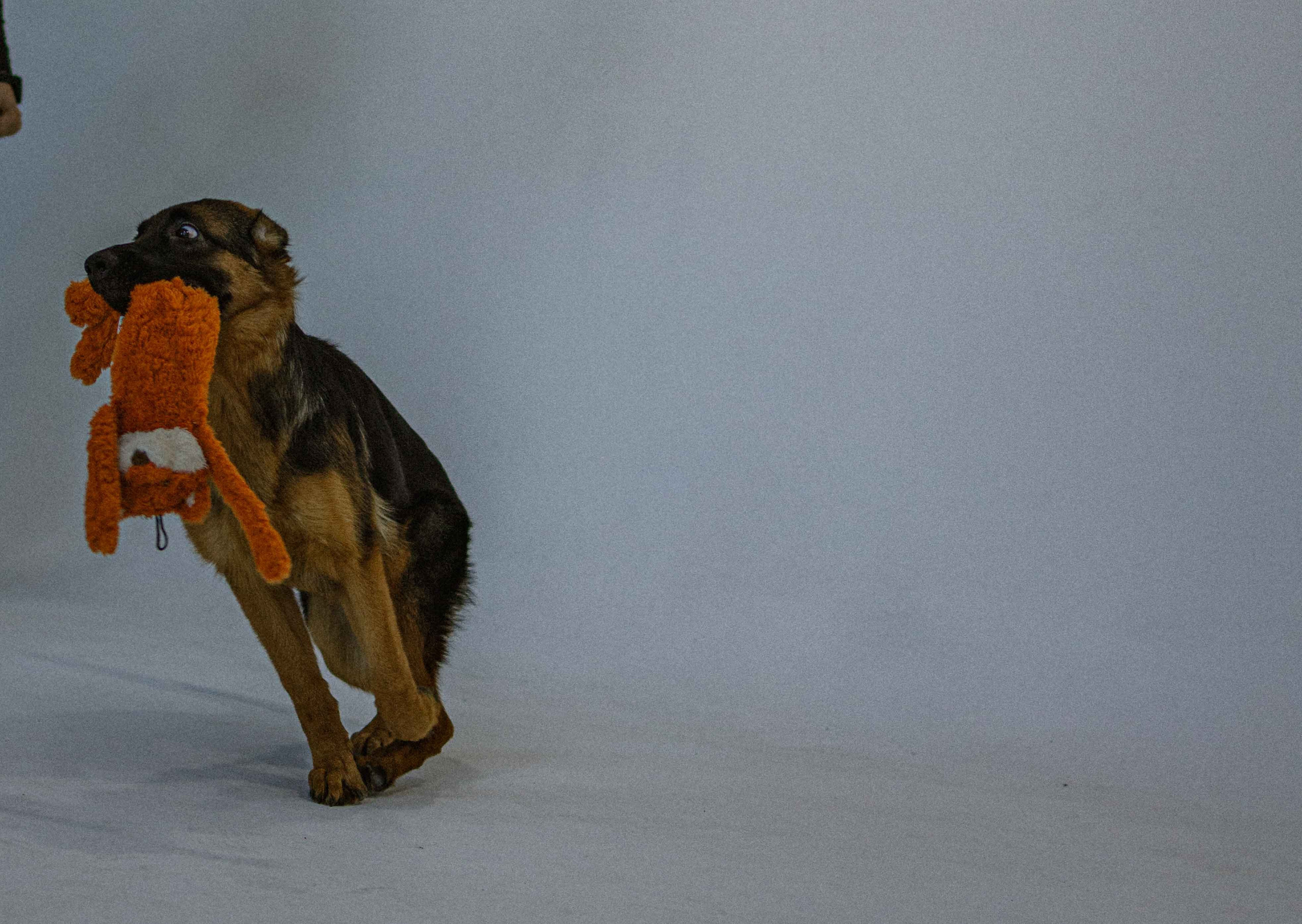 Ася и Буся. Фотограф-анималист в Москве Лера Черноног