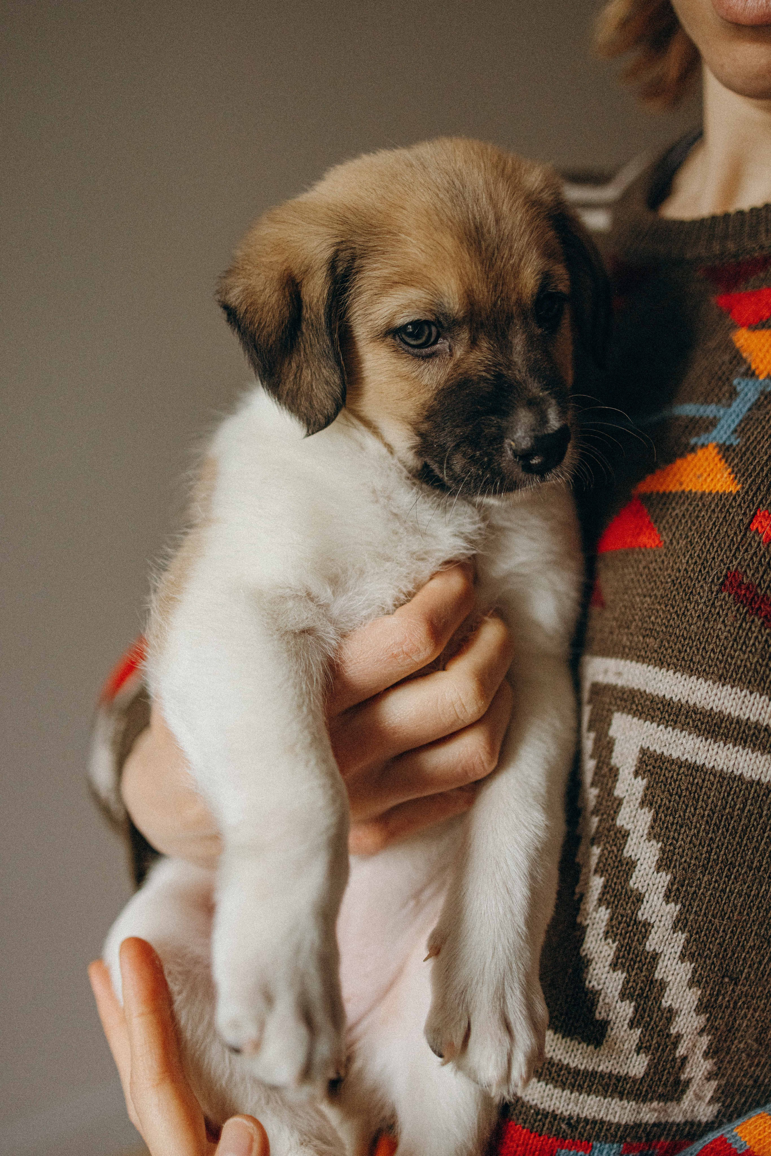 Щеночки. Фотограф-анималист в Москве Лера Черноног