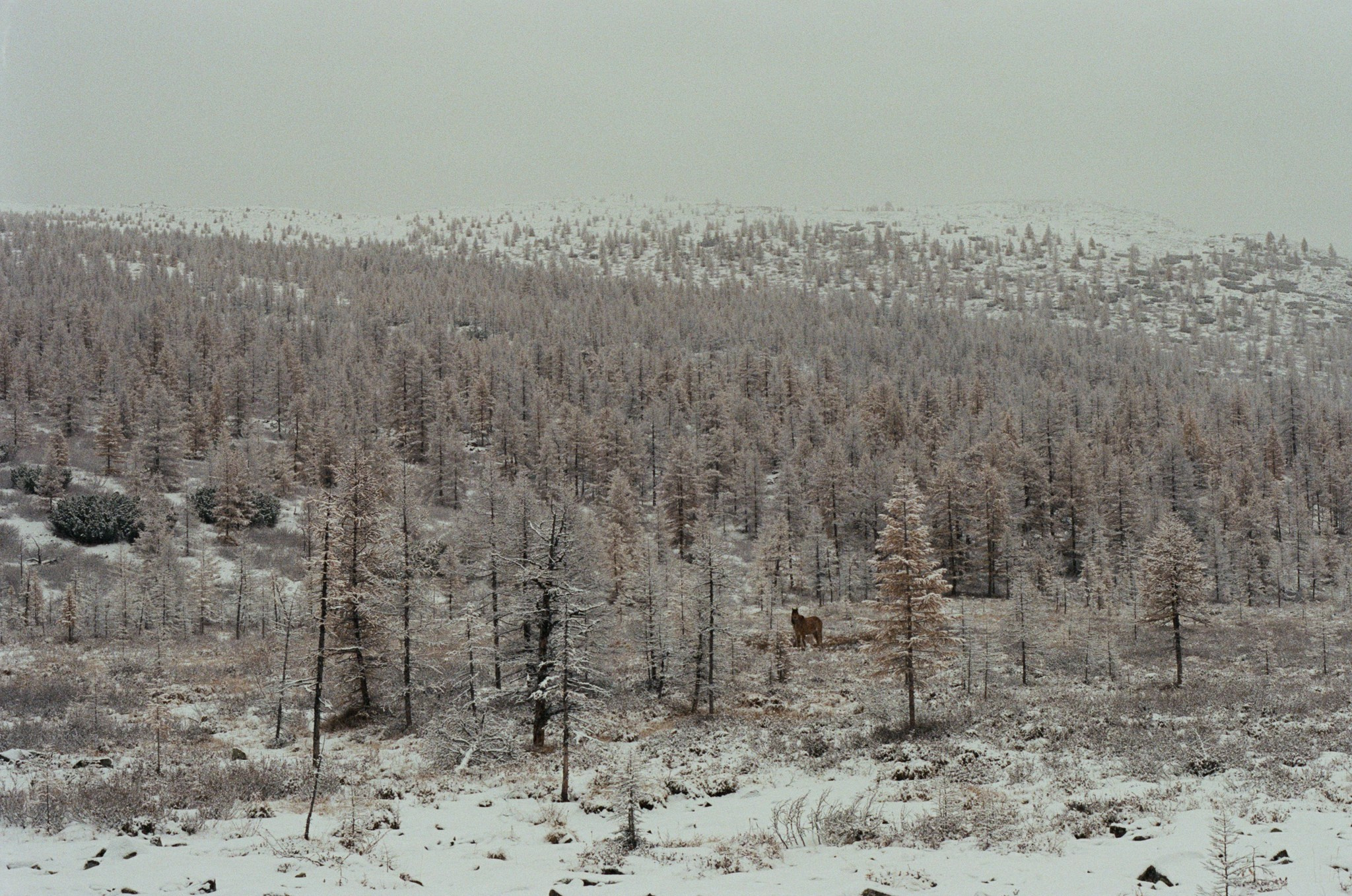 Не забудь накормить озеро. Natalya Madilyan