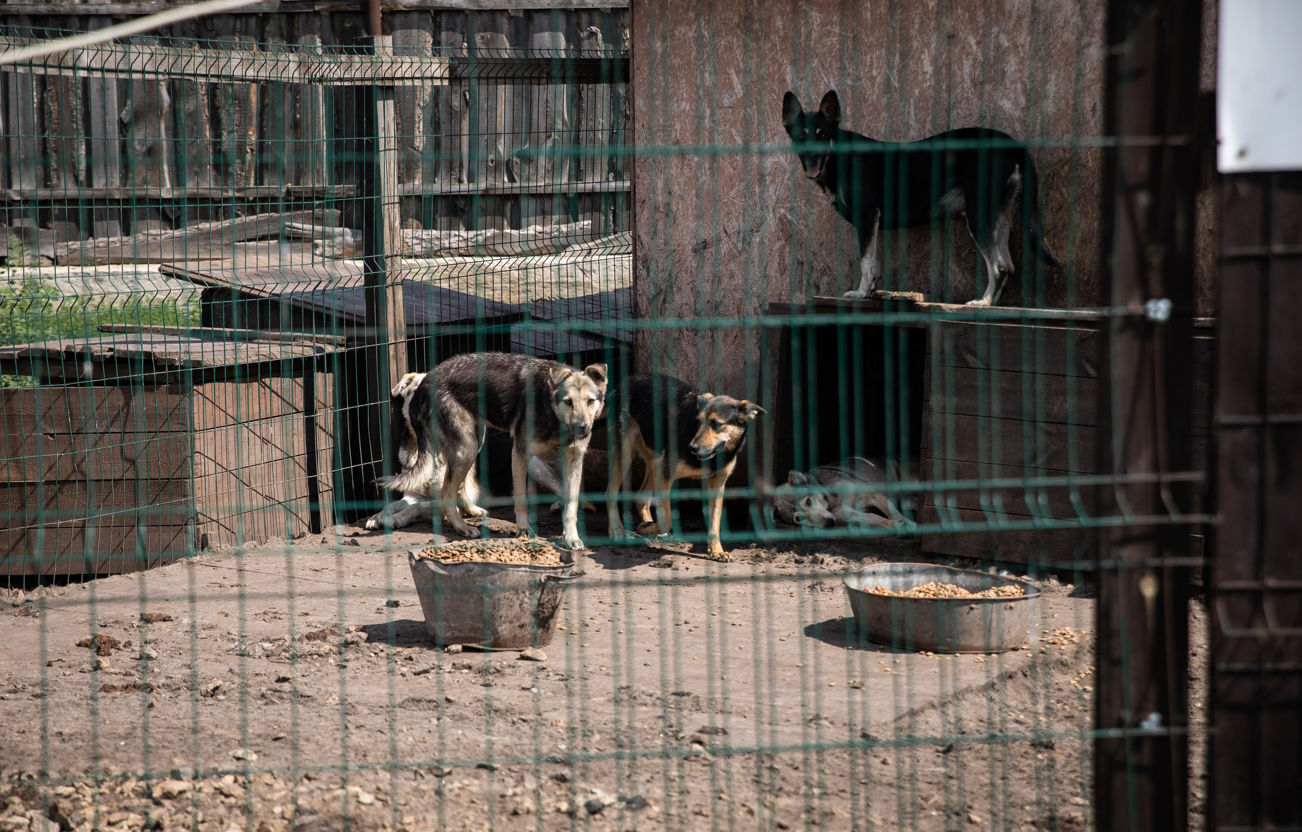 Приют — Наш дом. Репортажный и свадебный фотограф в Челябинске Елисеев Павел