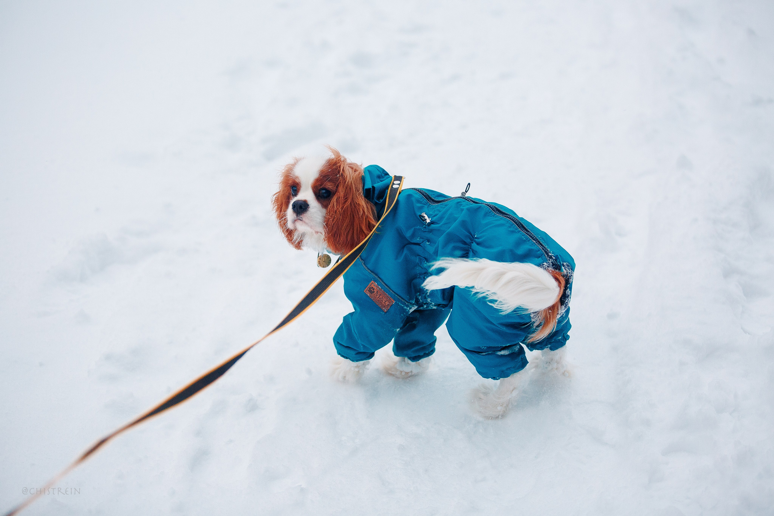 Внезапно апрельская зима. Фотограф-анималист Наталия Чистюхина в г. Сосновый Бор и ЛО