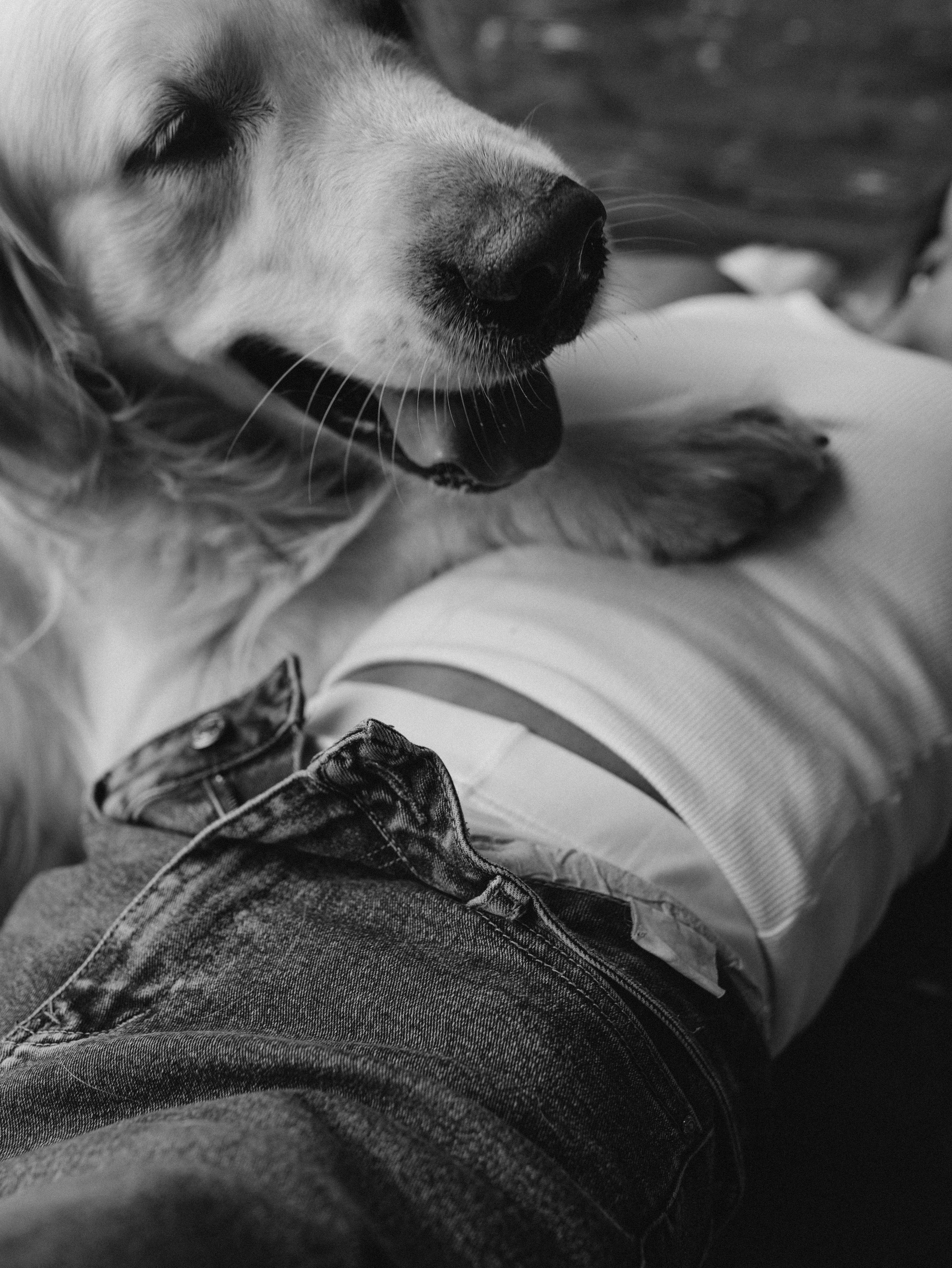 Энди и Настя. Фотограф-анималист в Москве Кириллова Татьяна