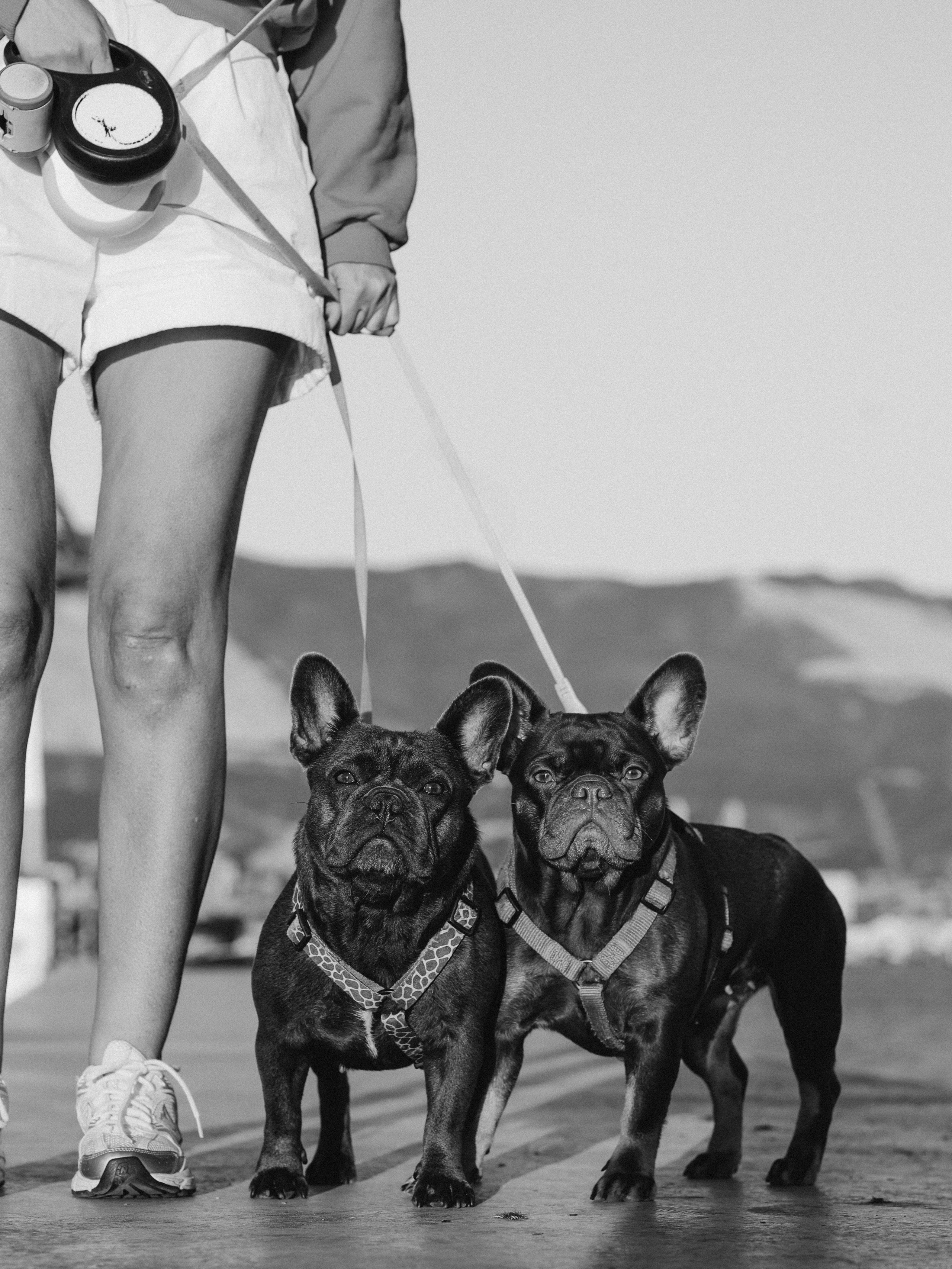 Белла, Луна и Нелли. Фотограф-анималист в Москве Кириллова Татьяна