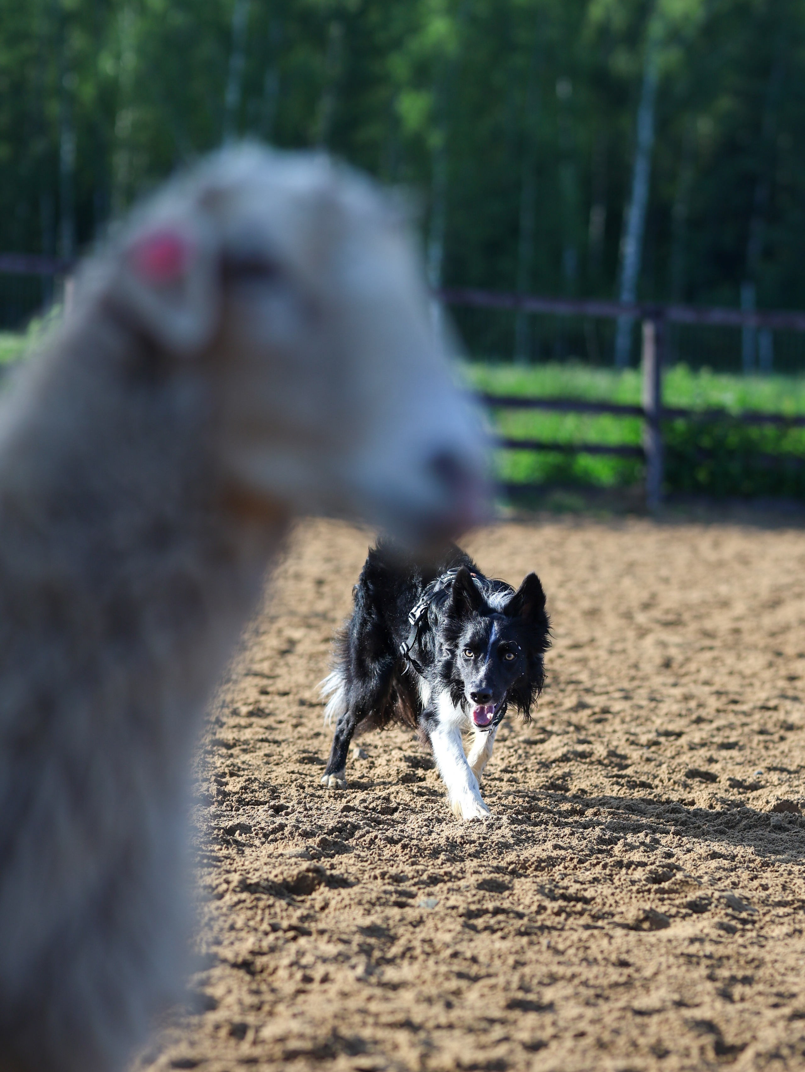 Пастьба. Фотограф-анималист в Москве Кириллова Татьяна