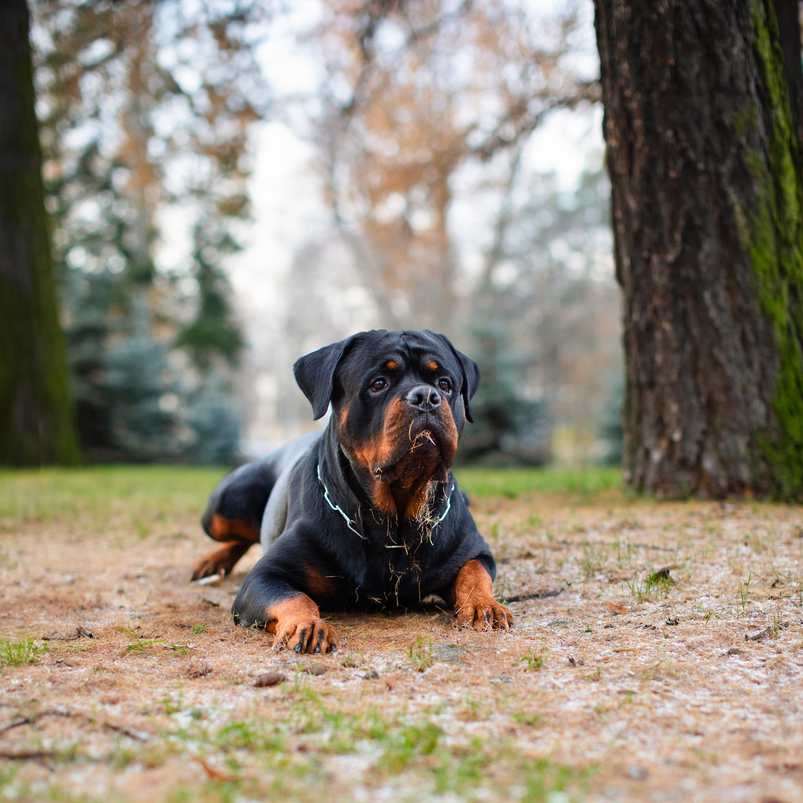 Ротвейлер Аватар. Портретная и семейная съемка. Фотограф анималист