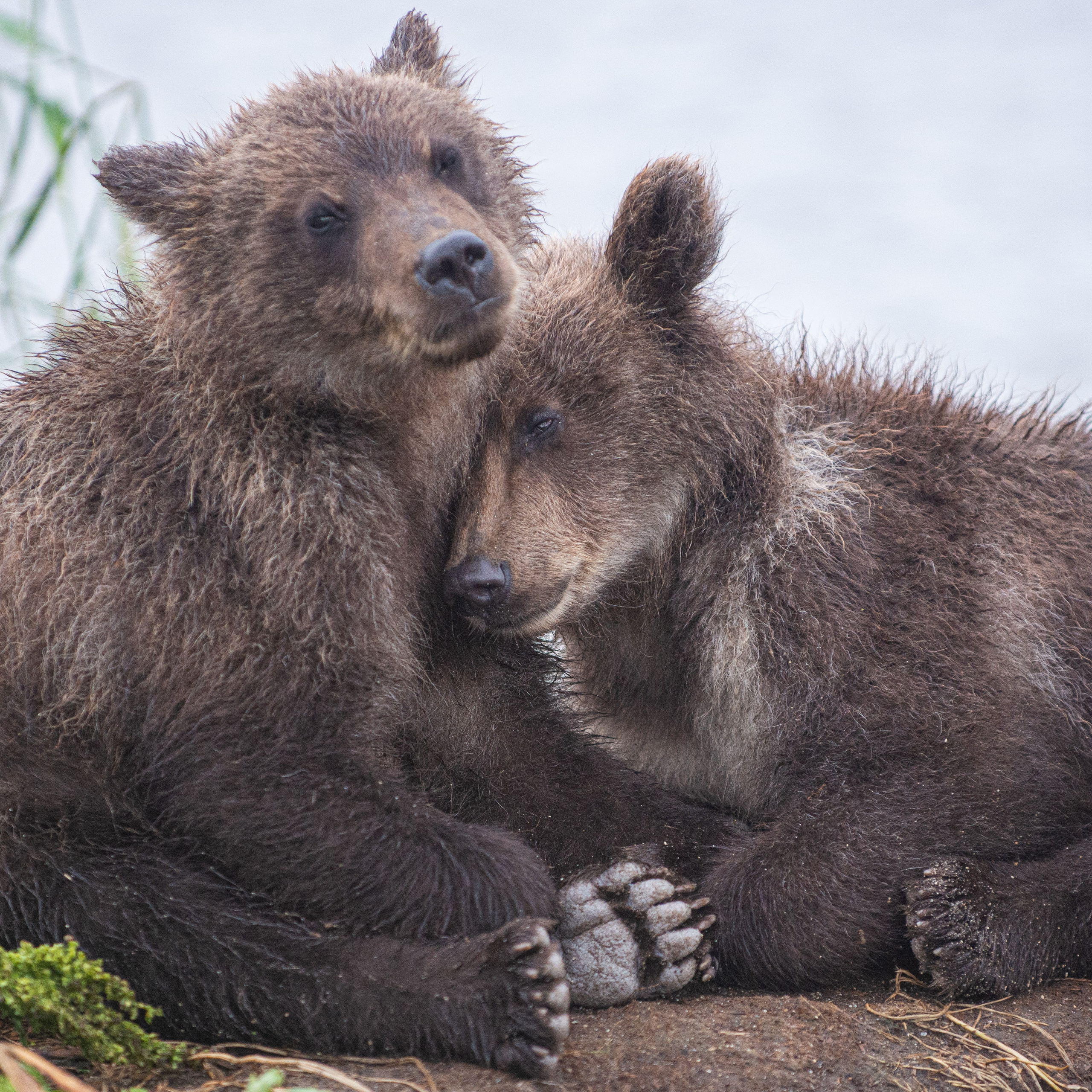 Камчатка — земля медведей. Игорь Иванко — Репортажный и событийный фотограф. Москва