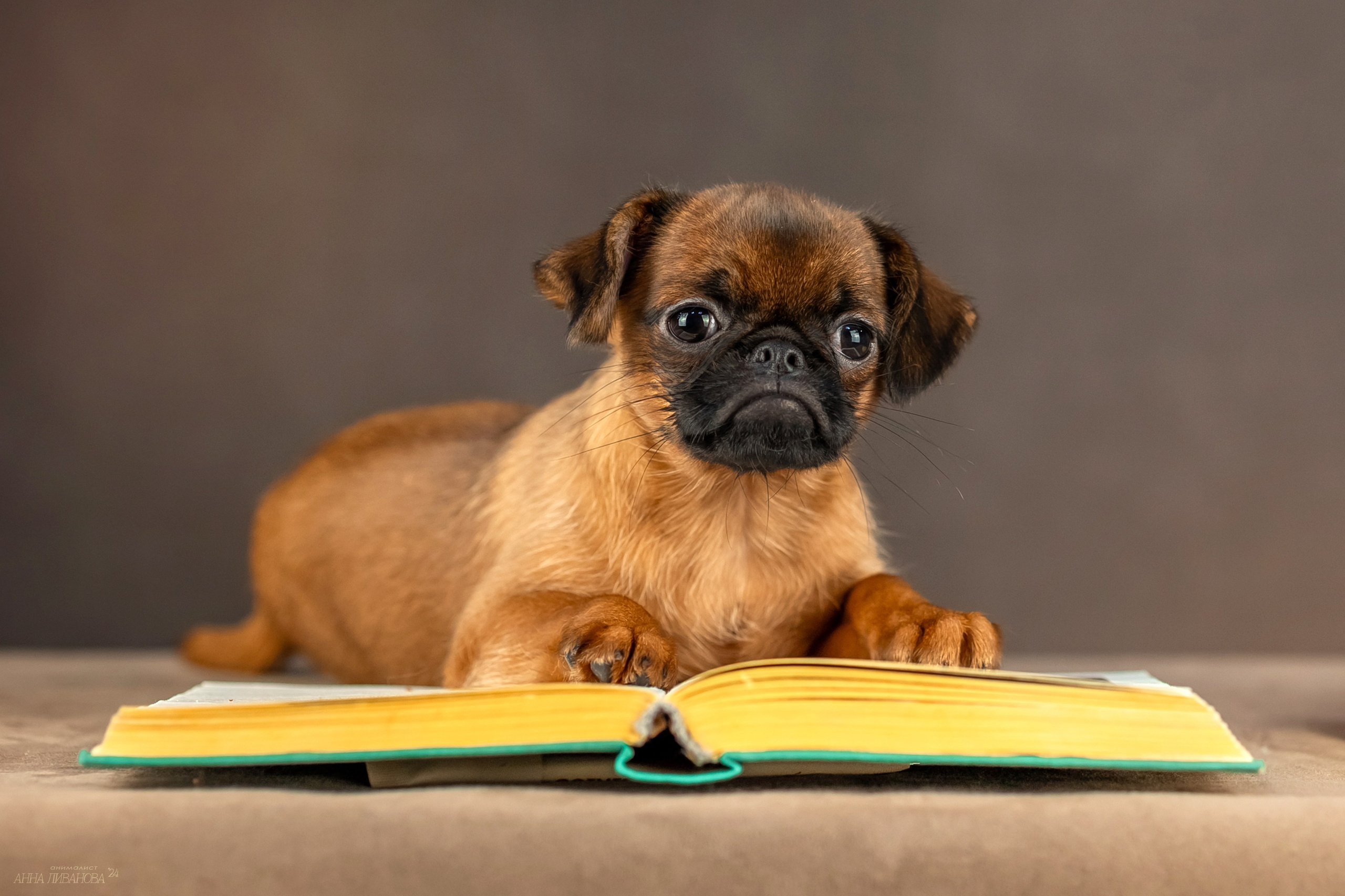 Гриффончики. Фотограф анималист Аня Ливанова | Рыбинск