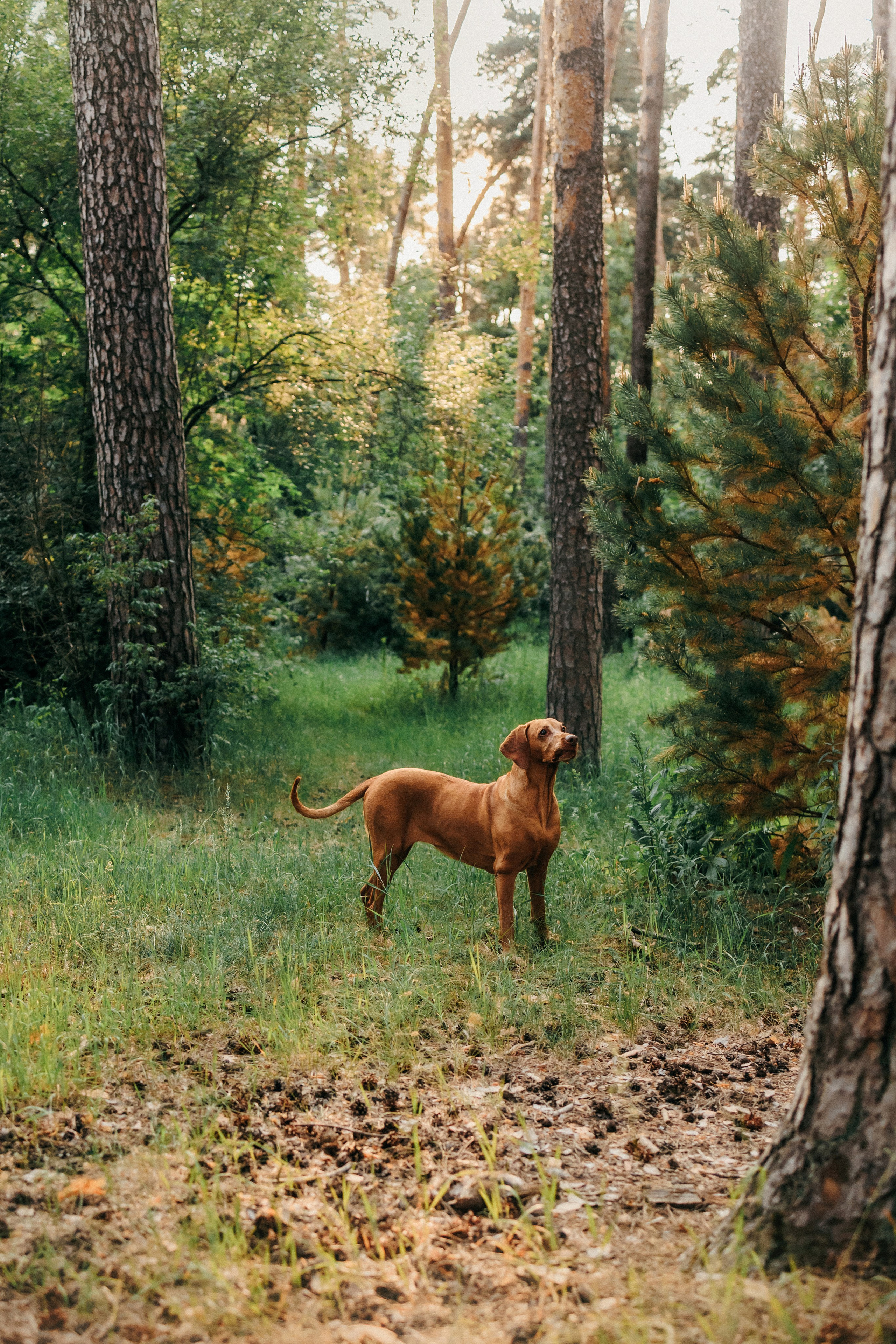 Марина, Глеб, Мая и Чили. Фотограф-анималист Елена Радченко, Москва