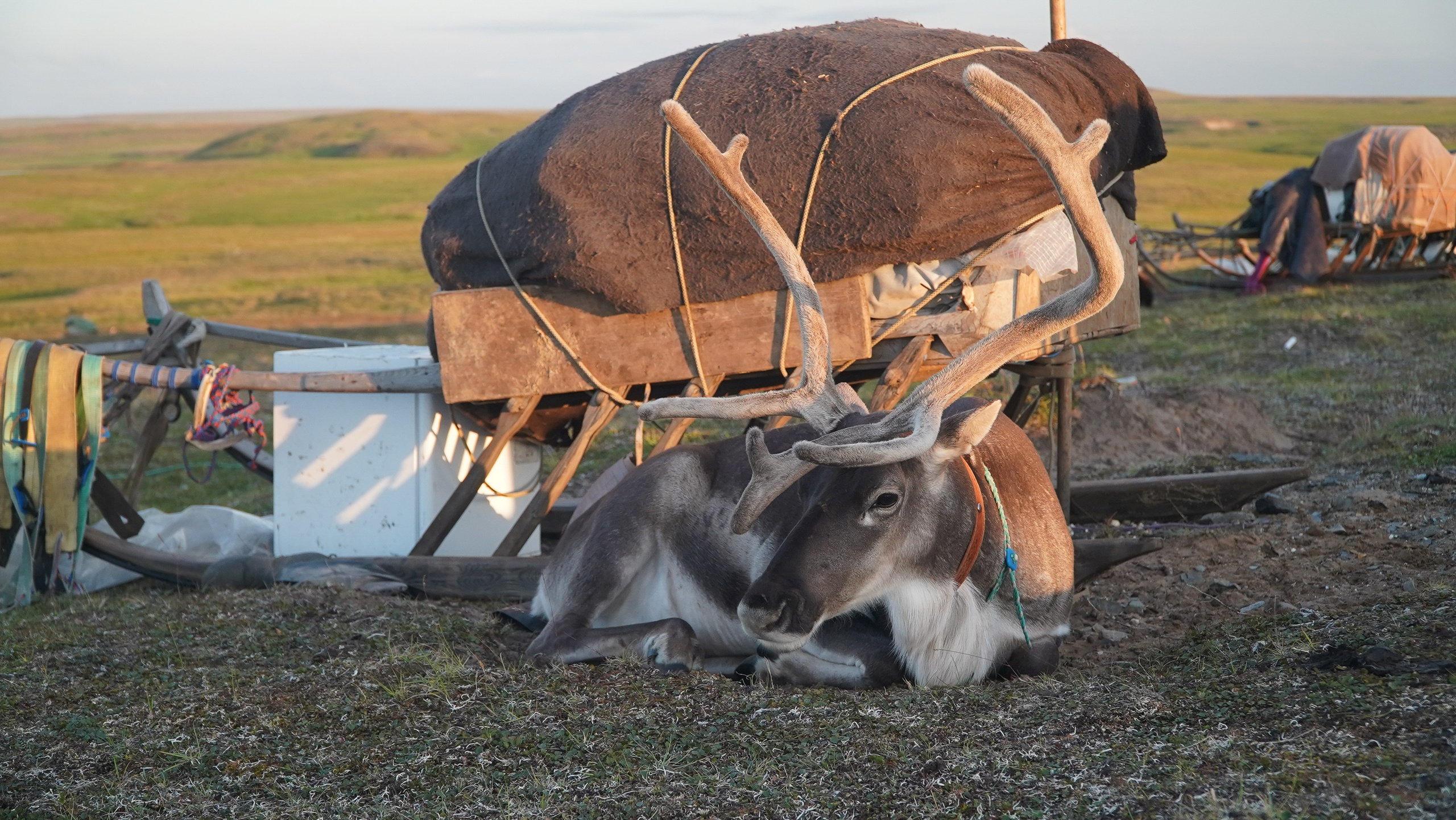 Амдерма — наука (2020 г.). Фотоальбом показывающий увлекательный мир авиации и мир медведей Андрея Иванова