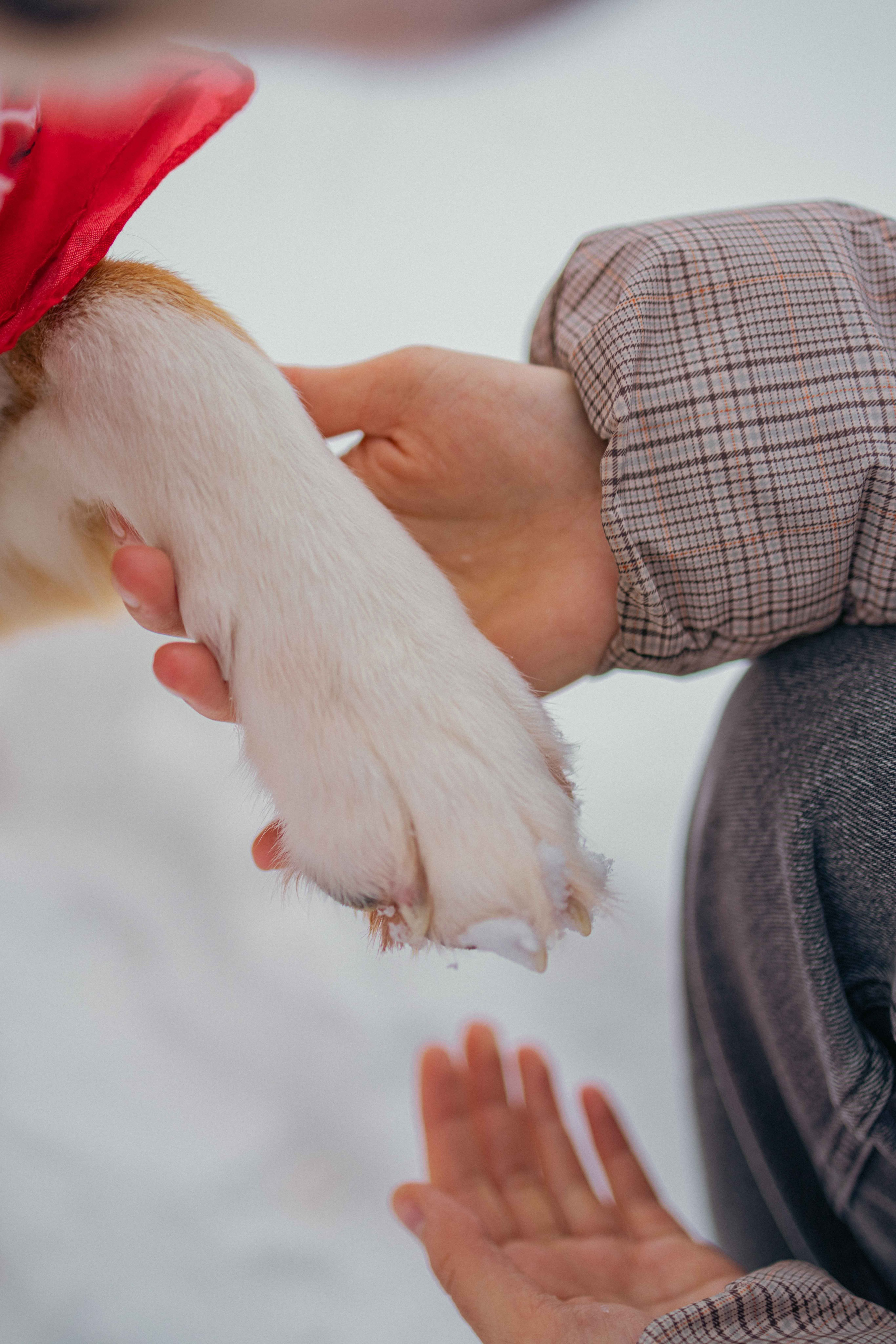 Петя. Фотограф-анималист в Москве Лера Черноног