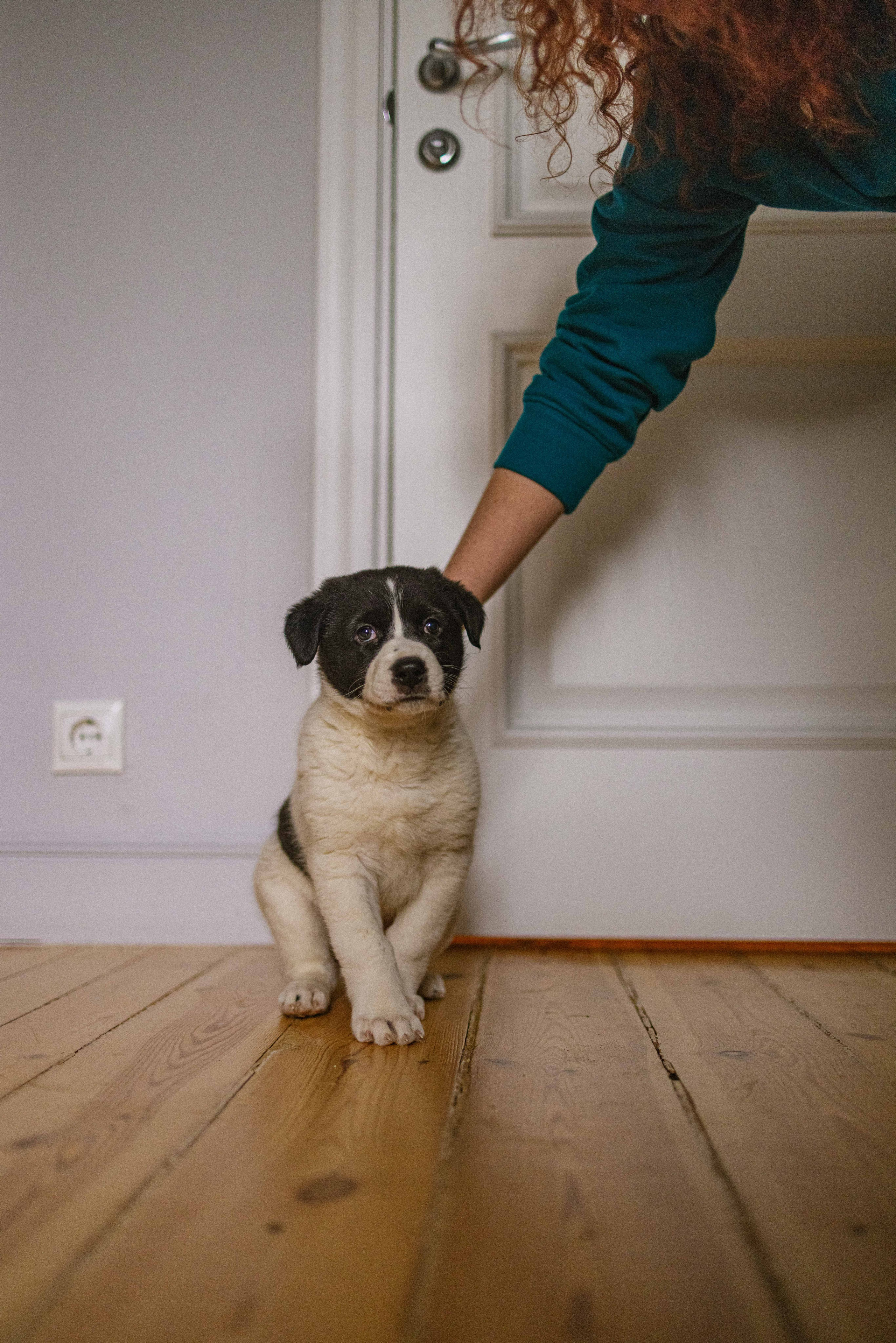 Щеночки. Фотограф-анималист в Москве Лера Черноног
