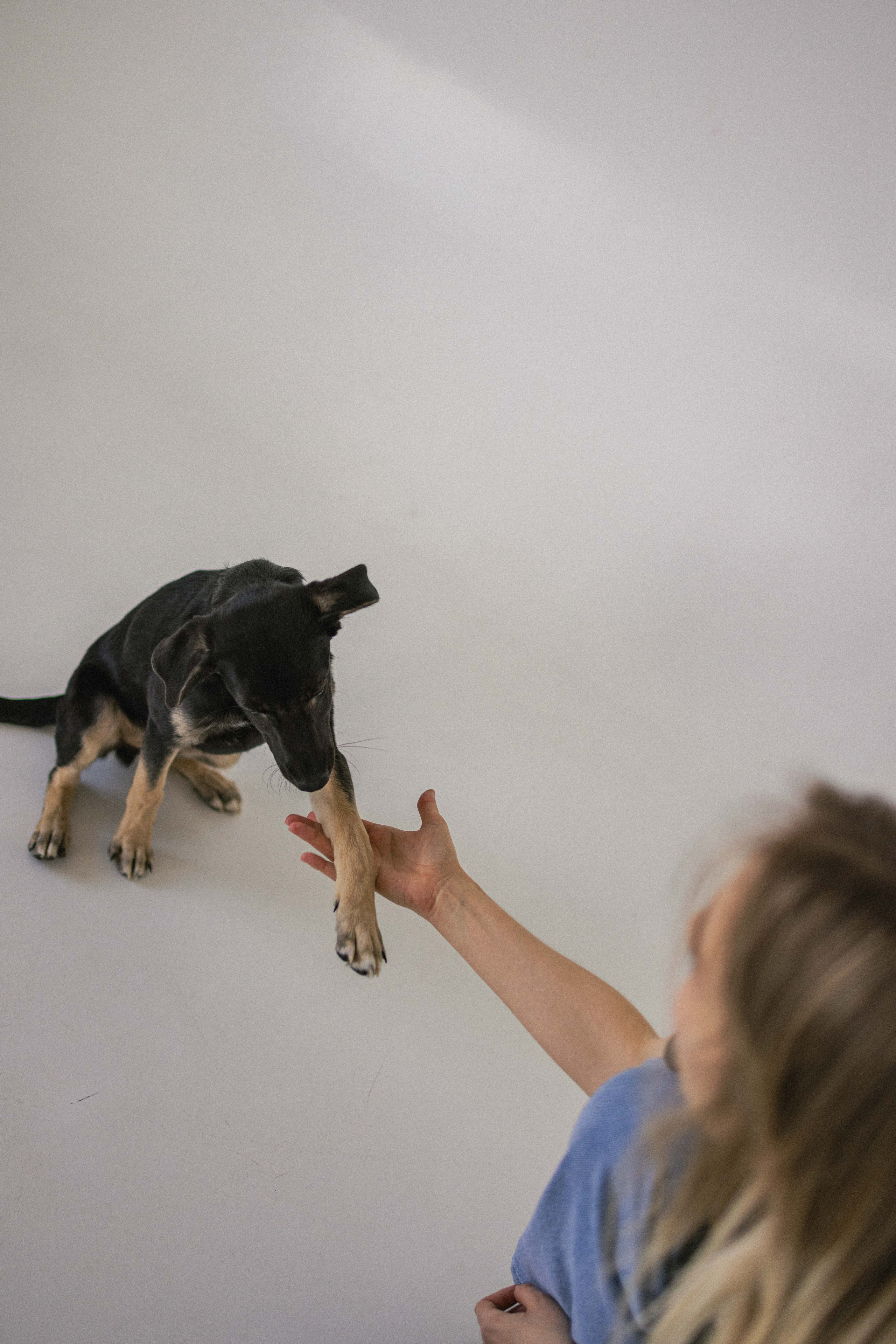 Крис и Тэдди. Фотограф-анималист в Москве Лера Черноног