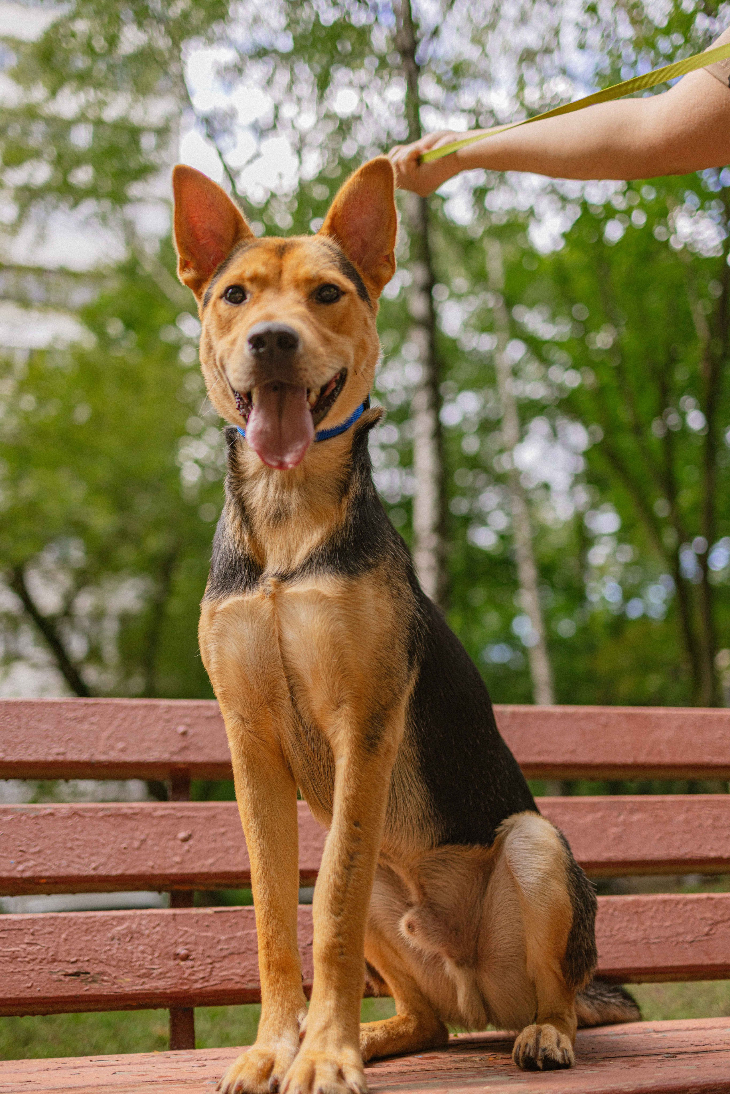 Джеки. Фотограф-анималист в Москве Лера Черноног