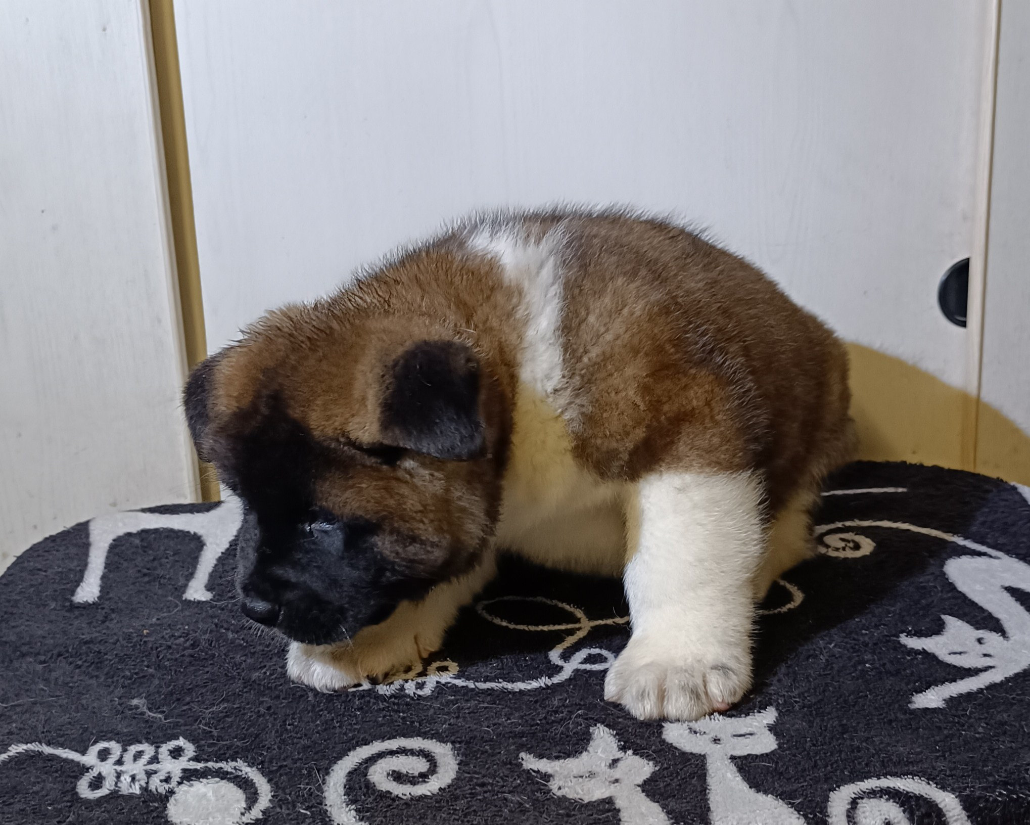 Американская акита  щенки питомник Санкт-Петербург клубные щенки Американская акита питомник RUBYLIGHT Рубилайт купить щенка американской акиты