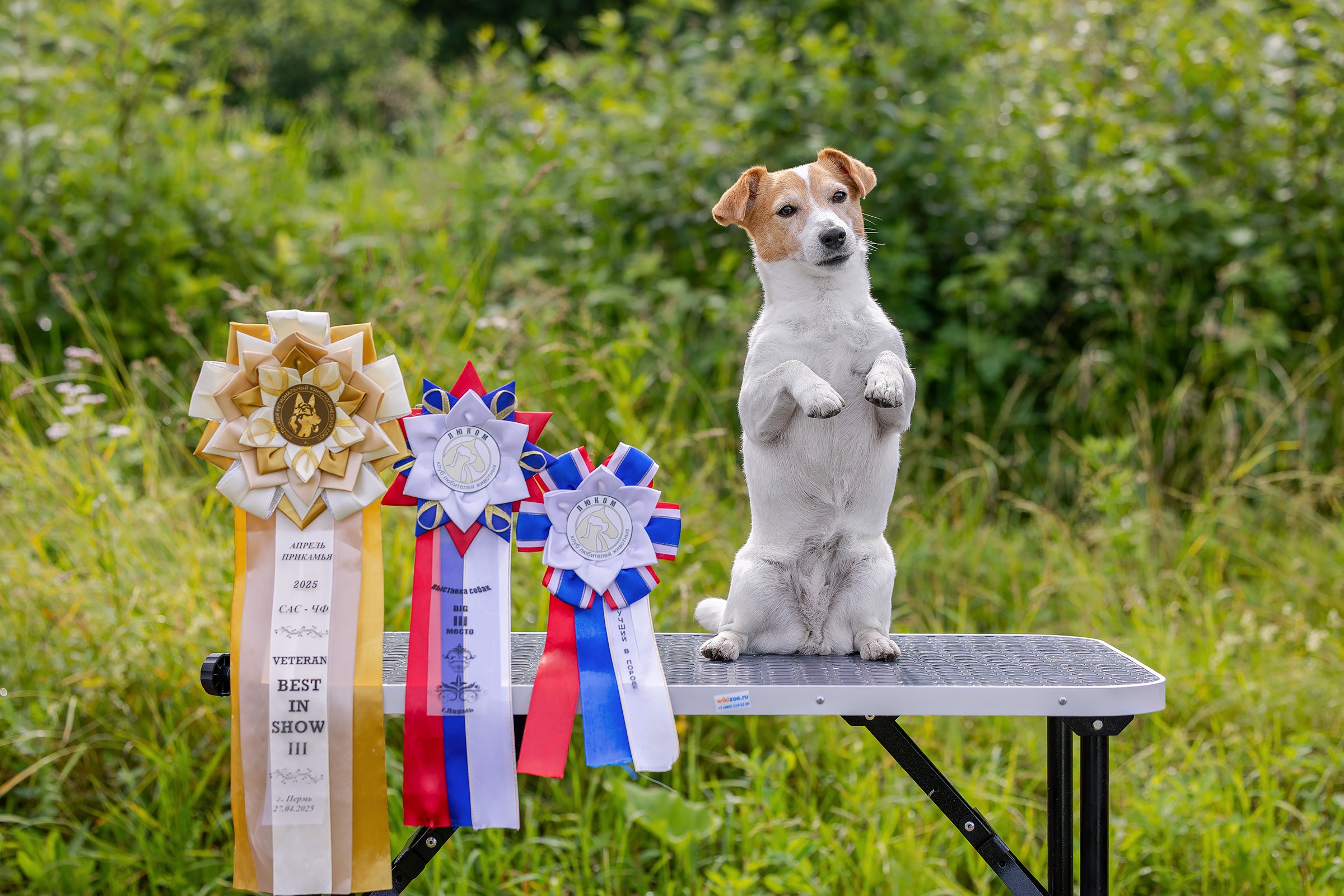 28 июня 2025, Выставка РКФ, г. Кунгур. Htykk_photo