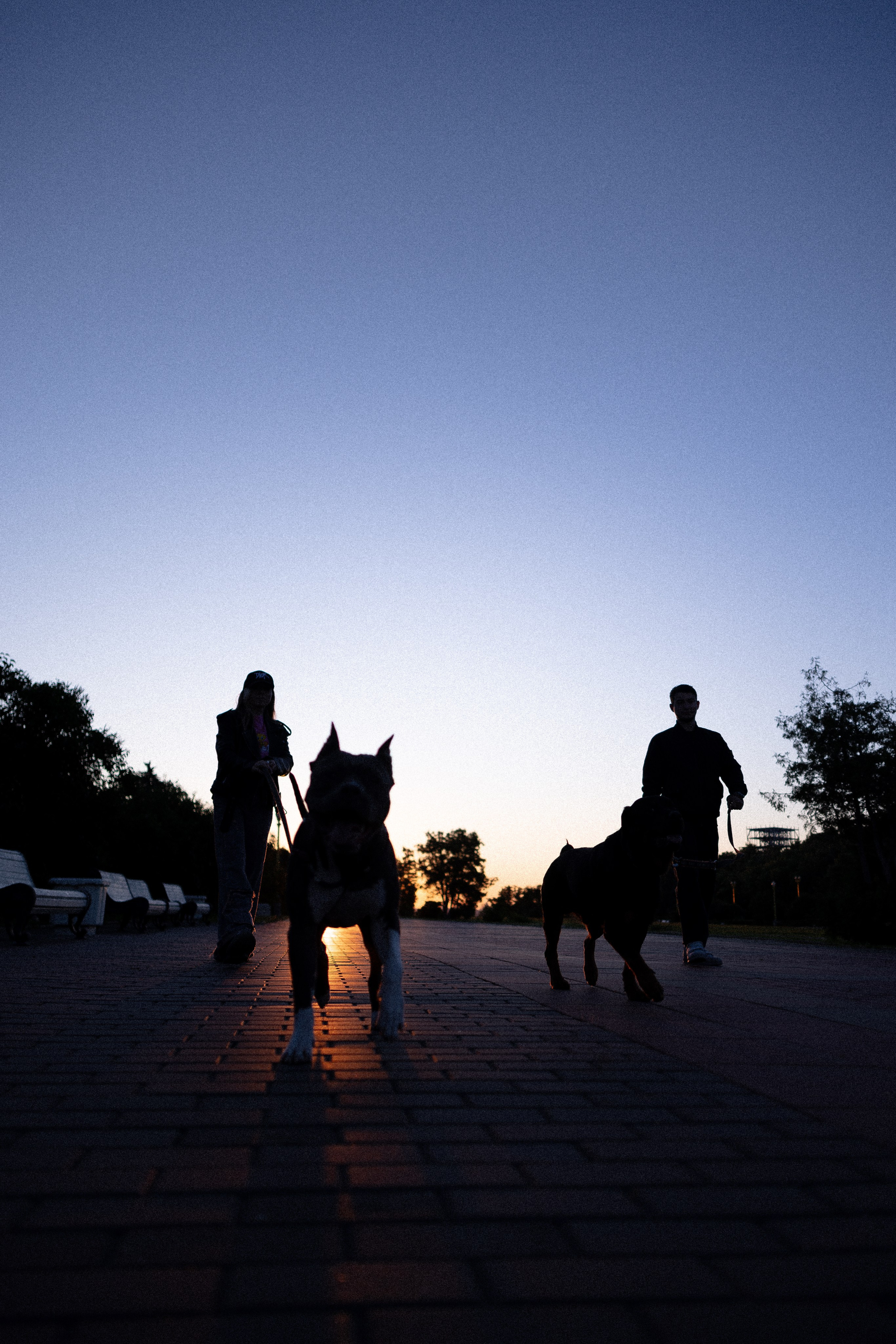 Катя, Леша, Лея и Трой. Фотограф и видеограф анималист Аганина Дарья