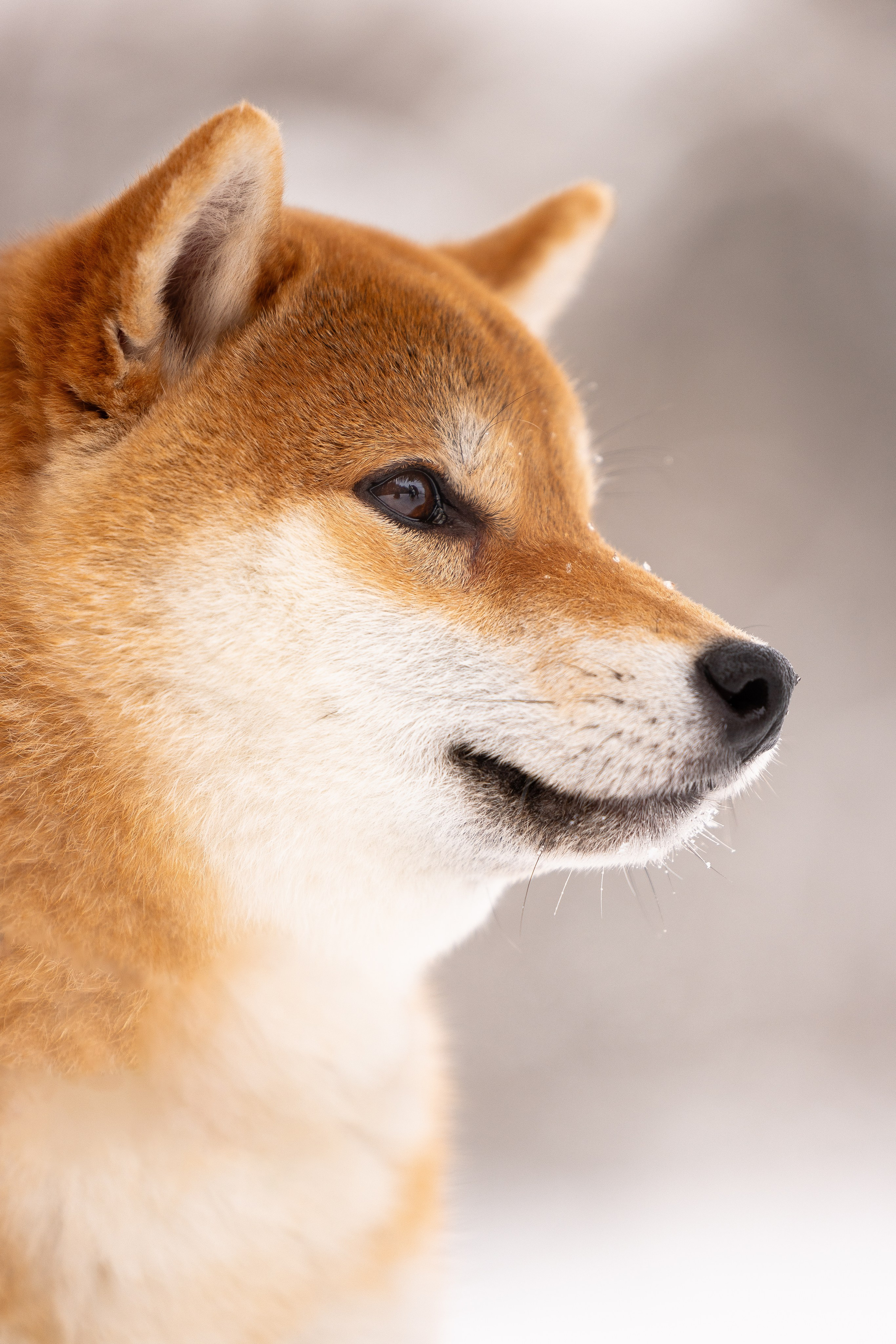 Юми, Серж и Тоши. Фотограф и видеограф анималист Аганина Дарья