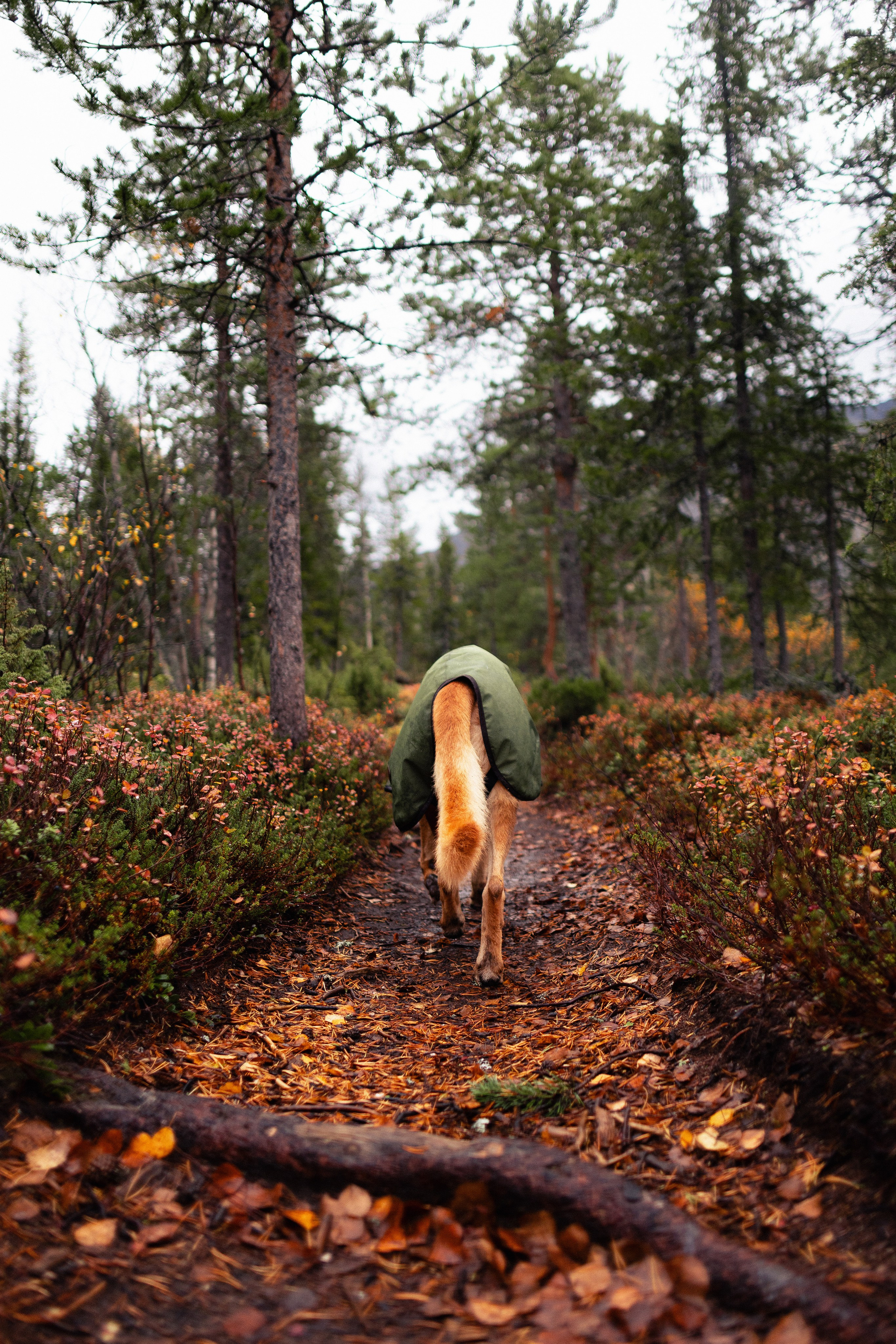 Кольский. Фотограф и видеограф анималист Аганина Дарья