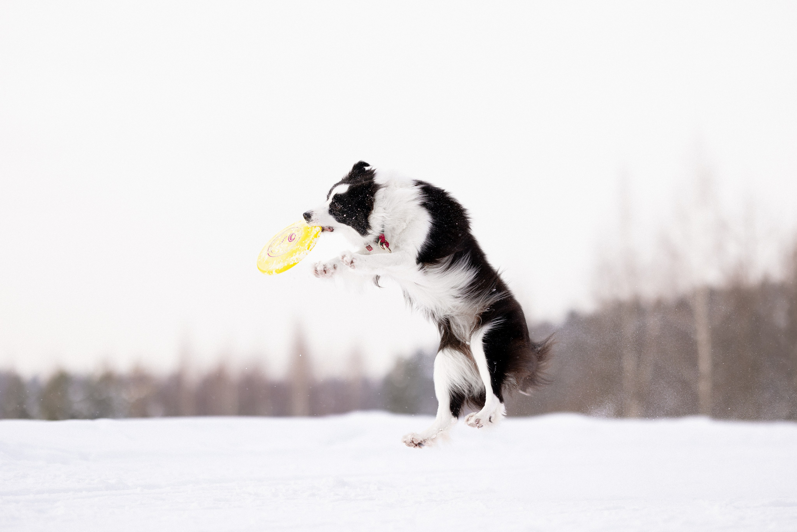 Лилия, Алексей и Ариана. Фотограф и видеограф анималист Аганина Дарья