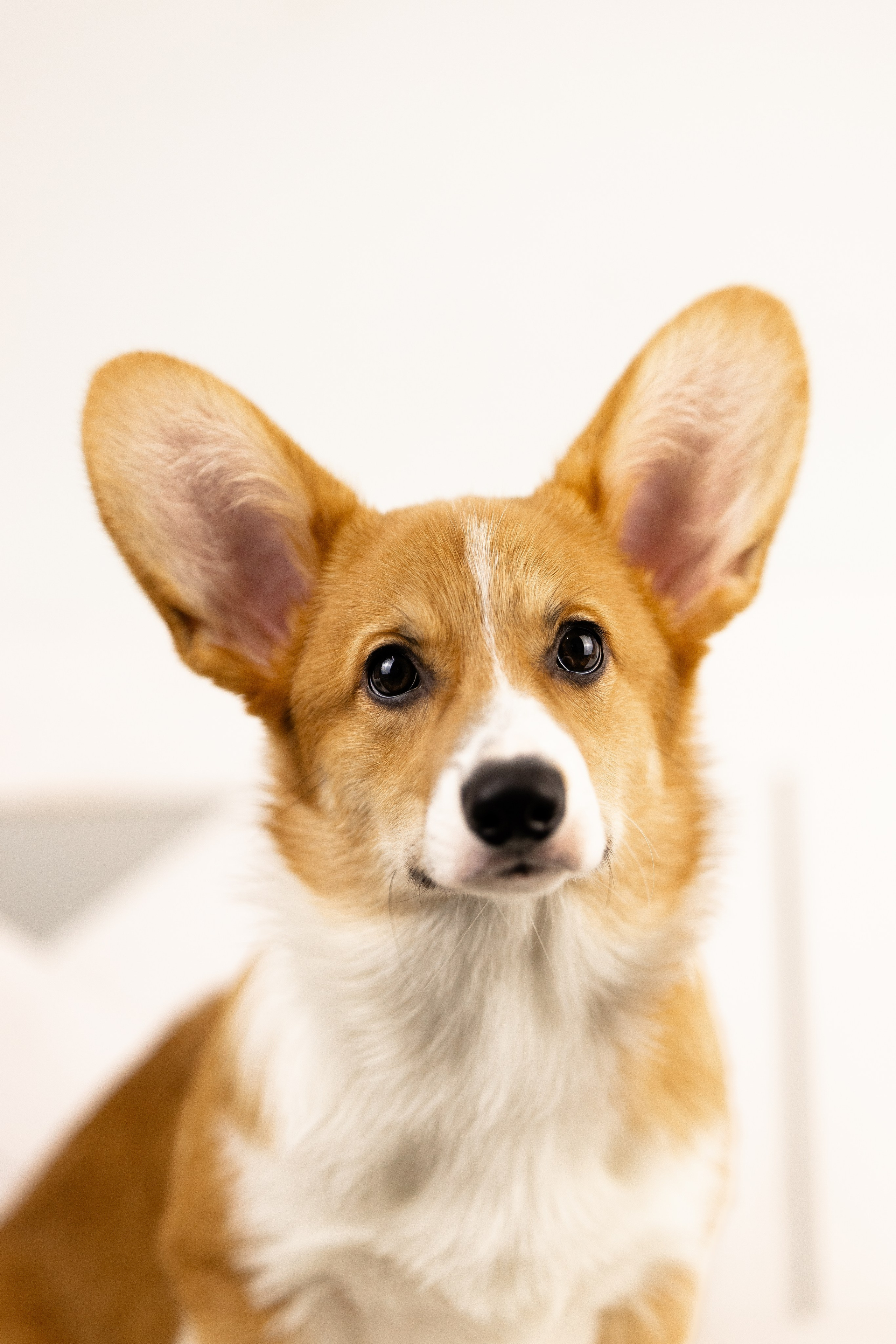 Корги. Фотограф и видеограф анималист Аганина Дарья