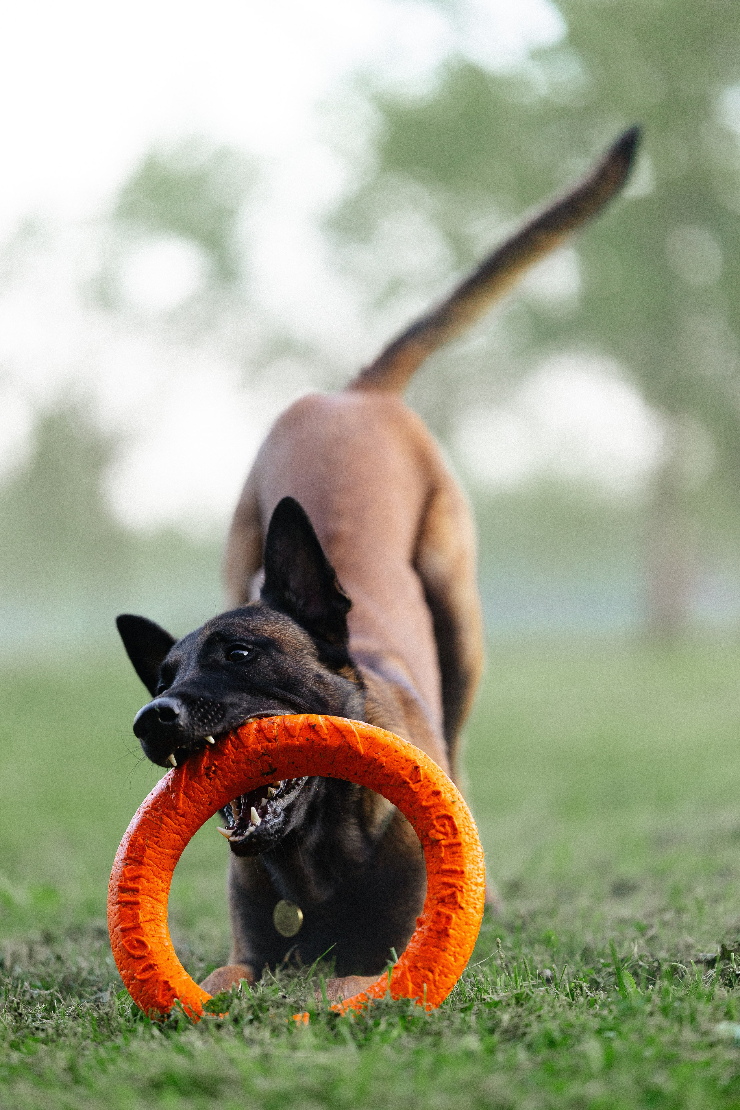 Галина и Кодекс. Фотограф и видеограф анималист Аганина Дарья