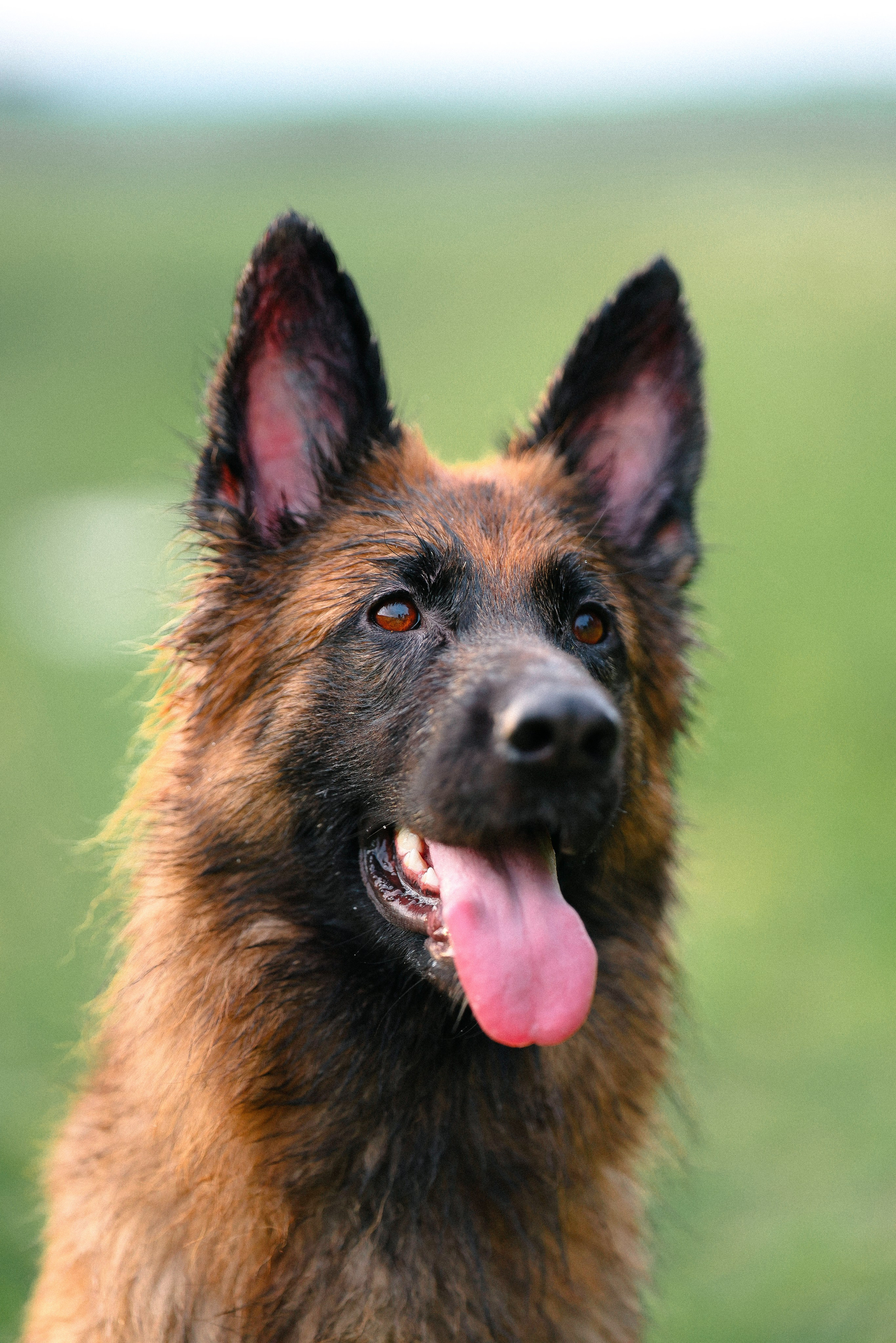 Алена, Фанни и Фрея. Фотограф и видеограф анималист Аганина Дарья